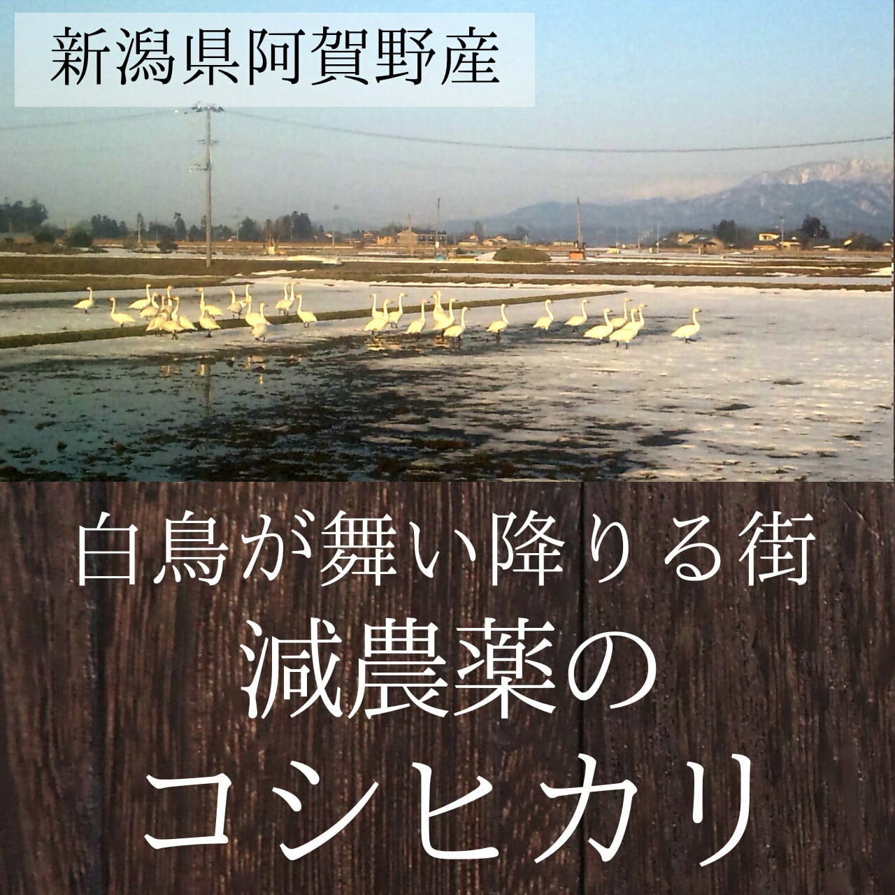 新米 新潟県阿賀野市産 コシヒカリ 20kg 新米】新潟産コシヒカリ 20kg 令和7年産 | 新潟のお米専門店