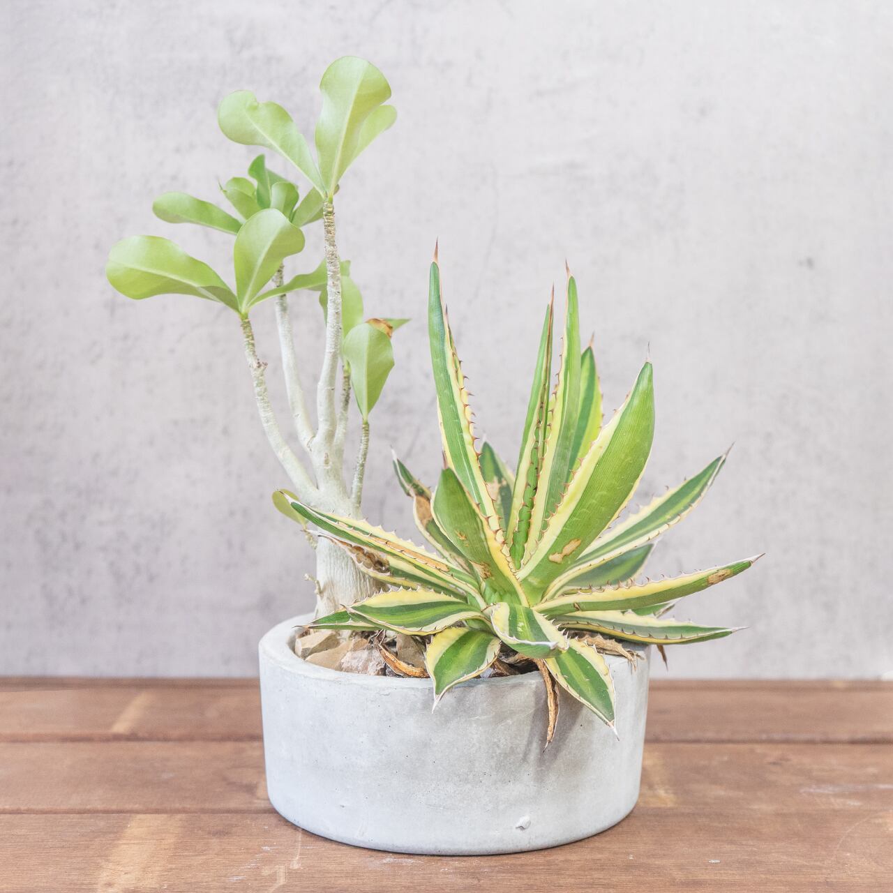 アガベ・五色万代 × アデニウム・オベスム 個性派コンビが生む存在感 手作りモルタル鉢仕立て