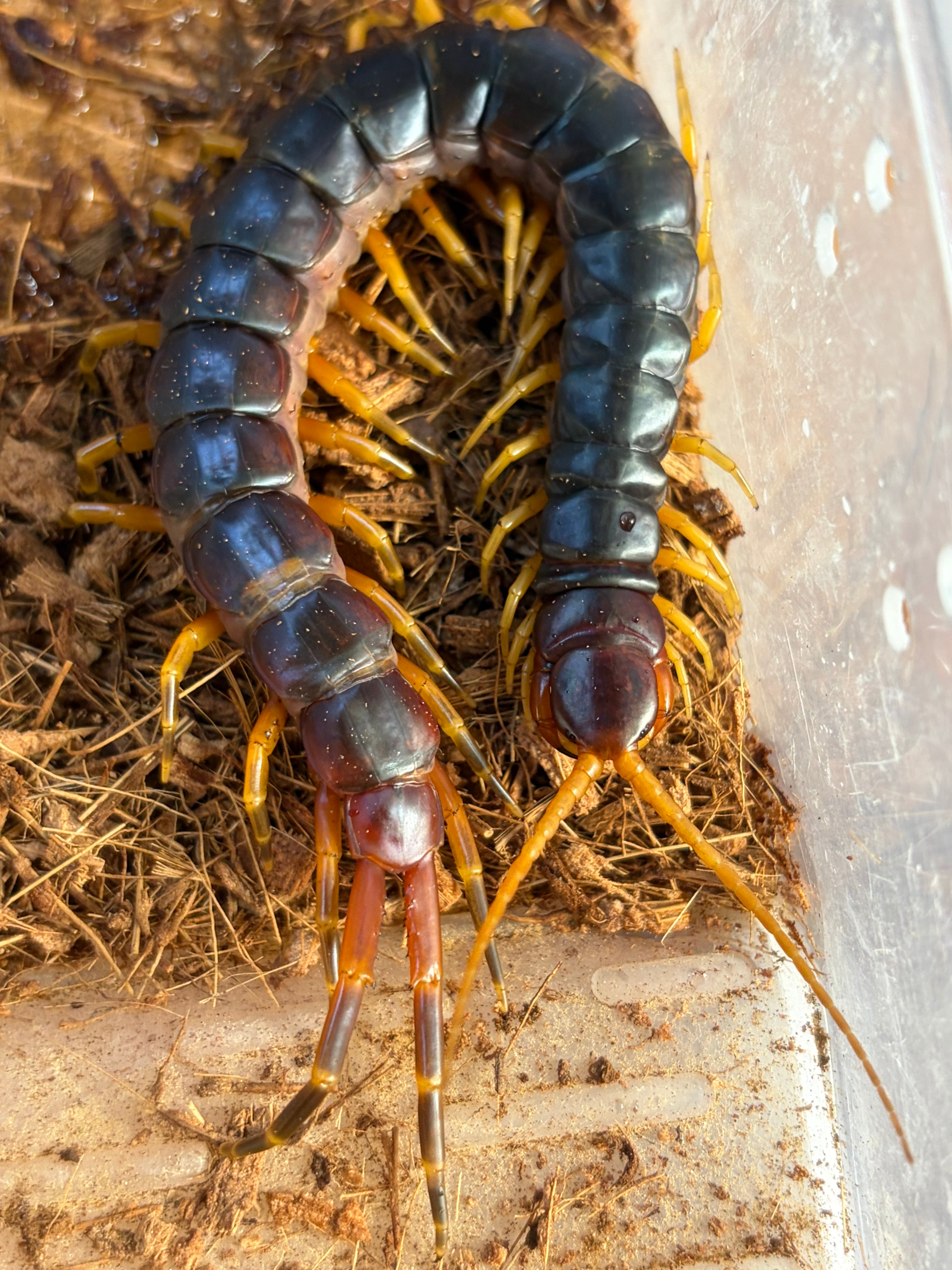 ♀確定】Theraphosidae sp.Cuscoタランチュラ LS13cm程 ムカデ