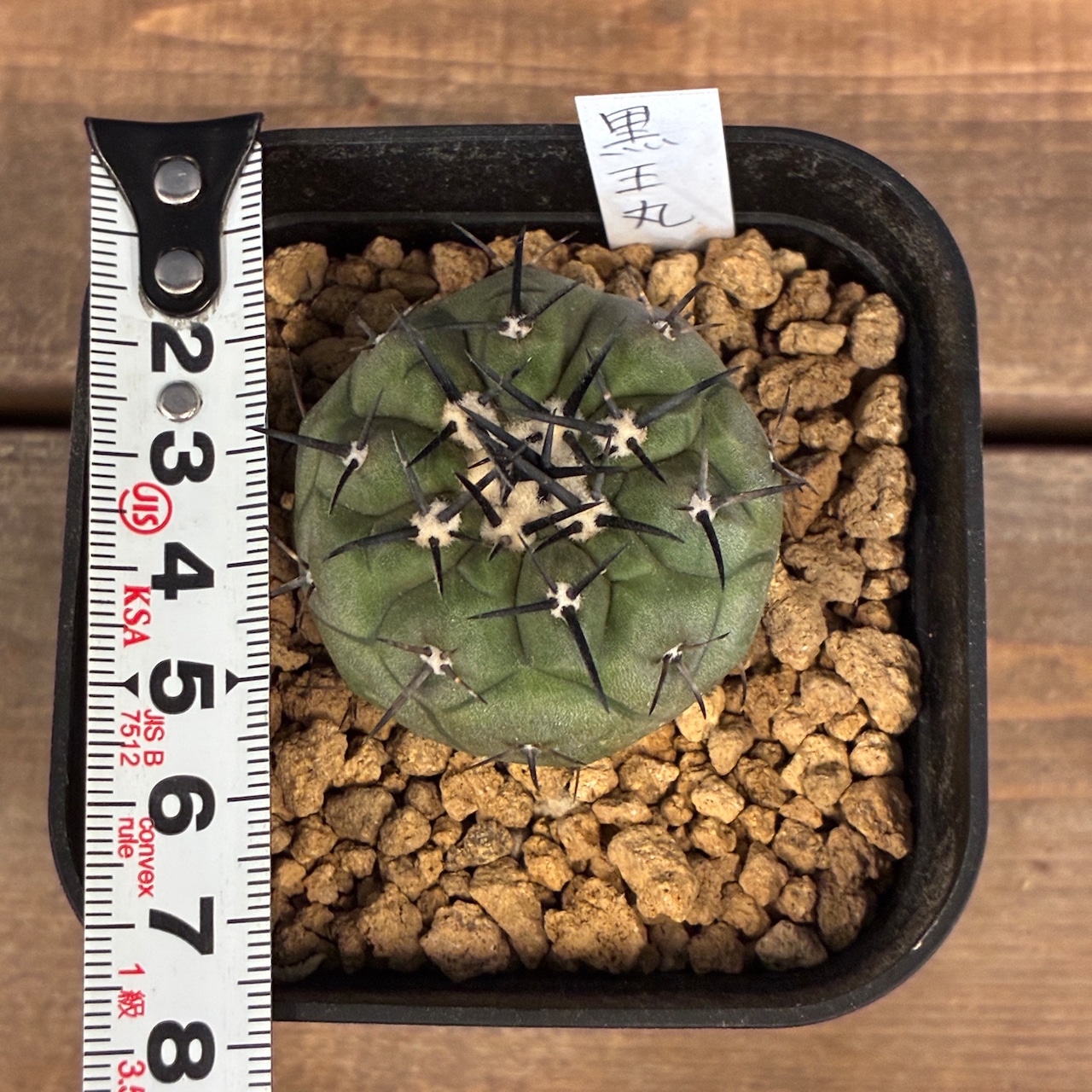 【新着3日限定10%OFF】【Copiapoa】サボテン コピアポア 黒王丸 実生【120】