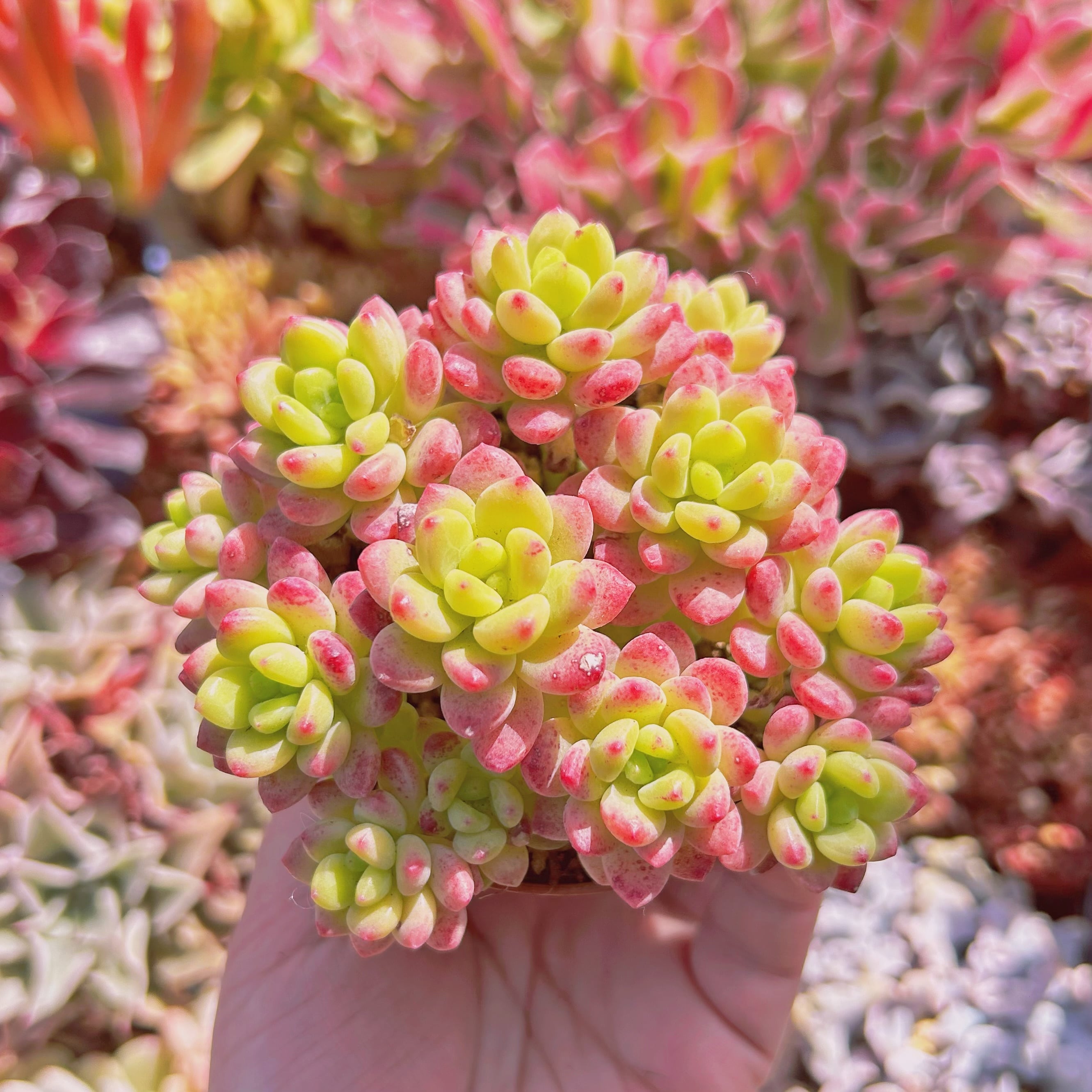 多肉植物 Sedum シャングリラ 8頭以上 特大 | るる農園~多肉植物専門