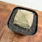 Pseudolithos cubiformis【プセウドリトス・クビフォルミス】