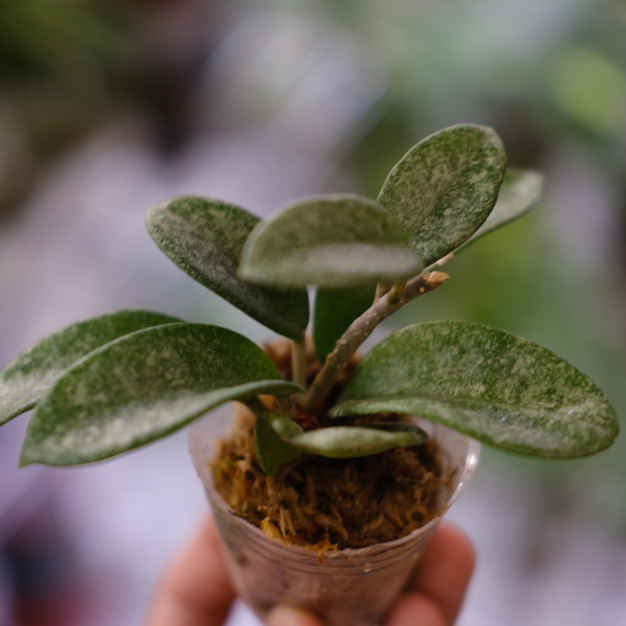 Hoya carnosa Nova Ghost / ホヤ カルノーサ ノバ ゴースト④