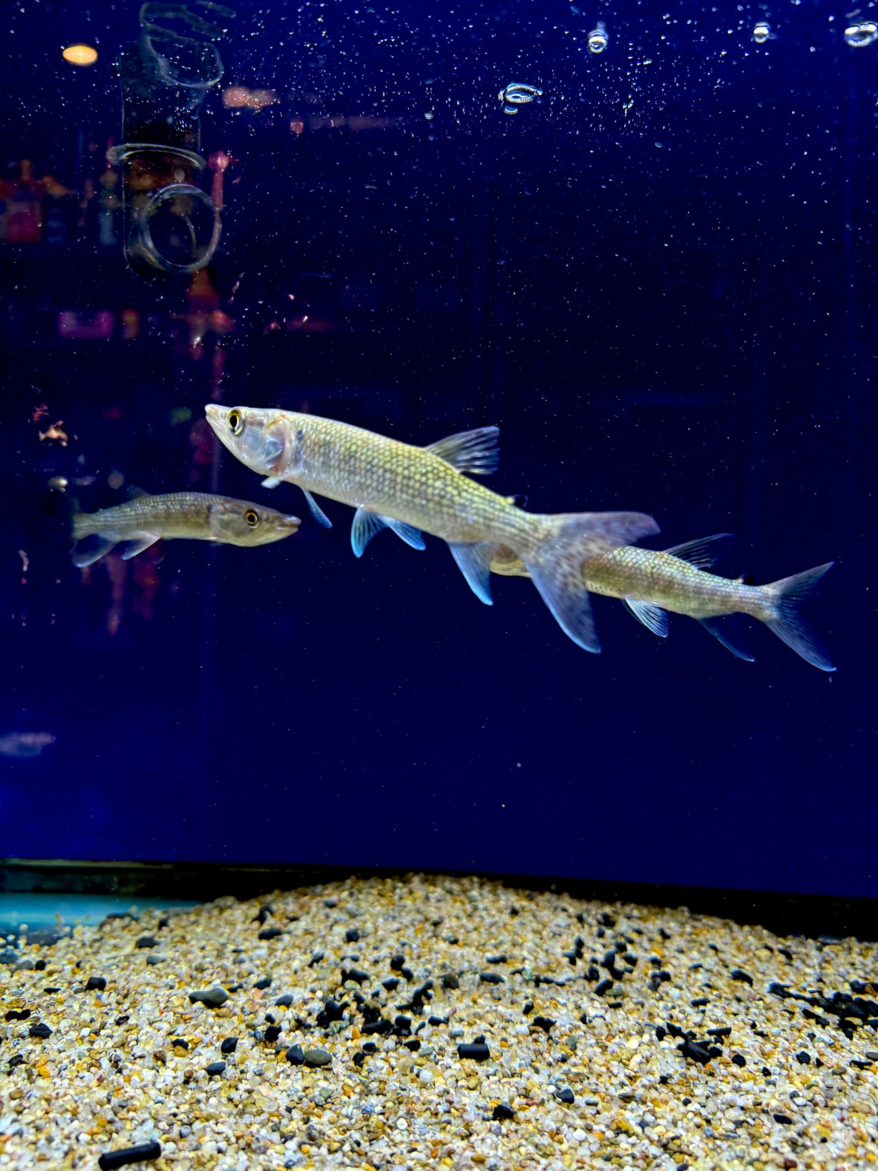 アフリカンパイクカラシン - 4