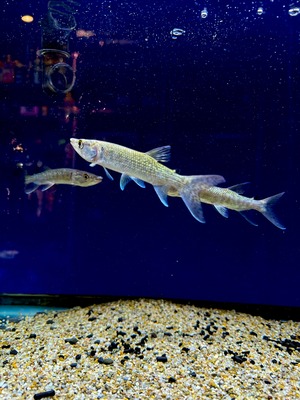 アフリカンパイクカラシン