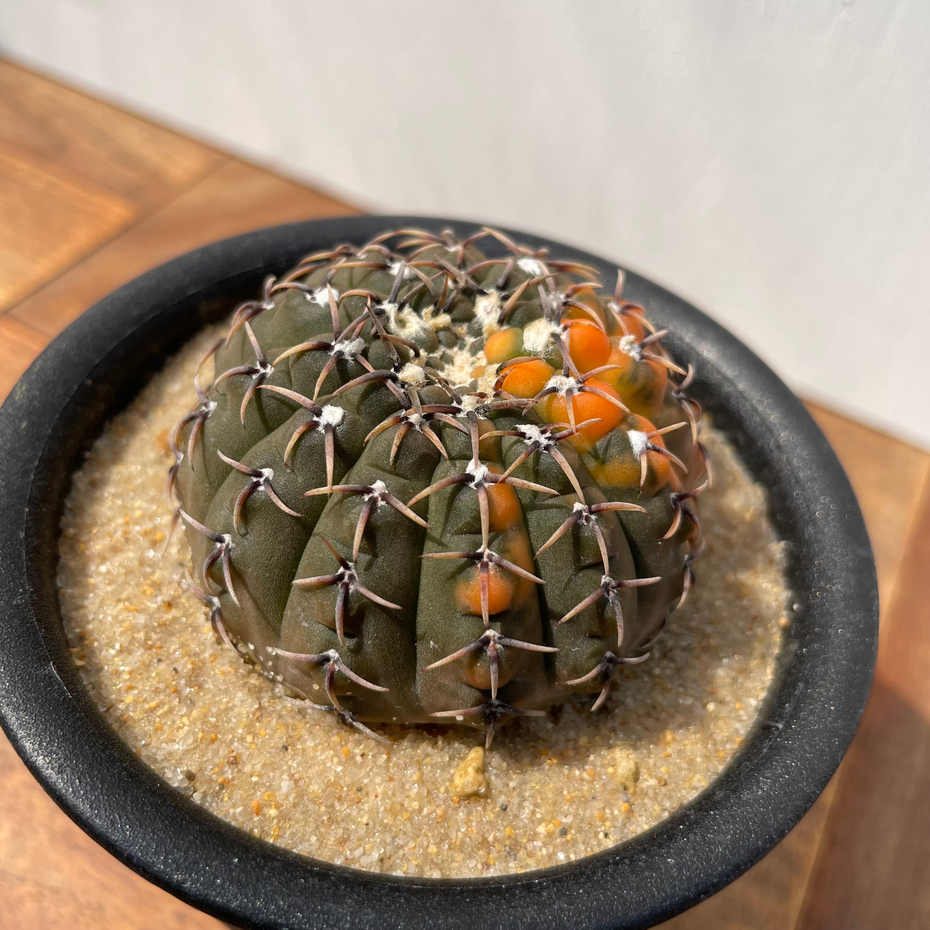 キムキム サボテン：ギムノカリキウム 鳳頭（ホウトウ） 2.5号鉢植え の