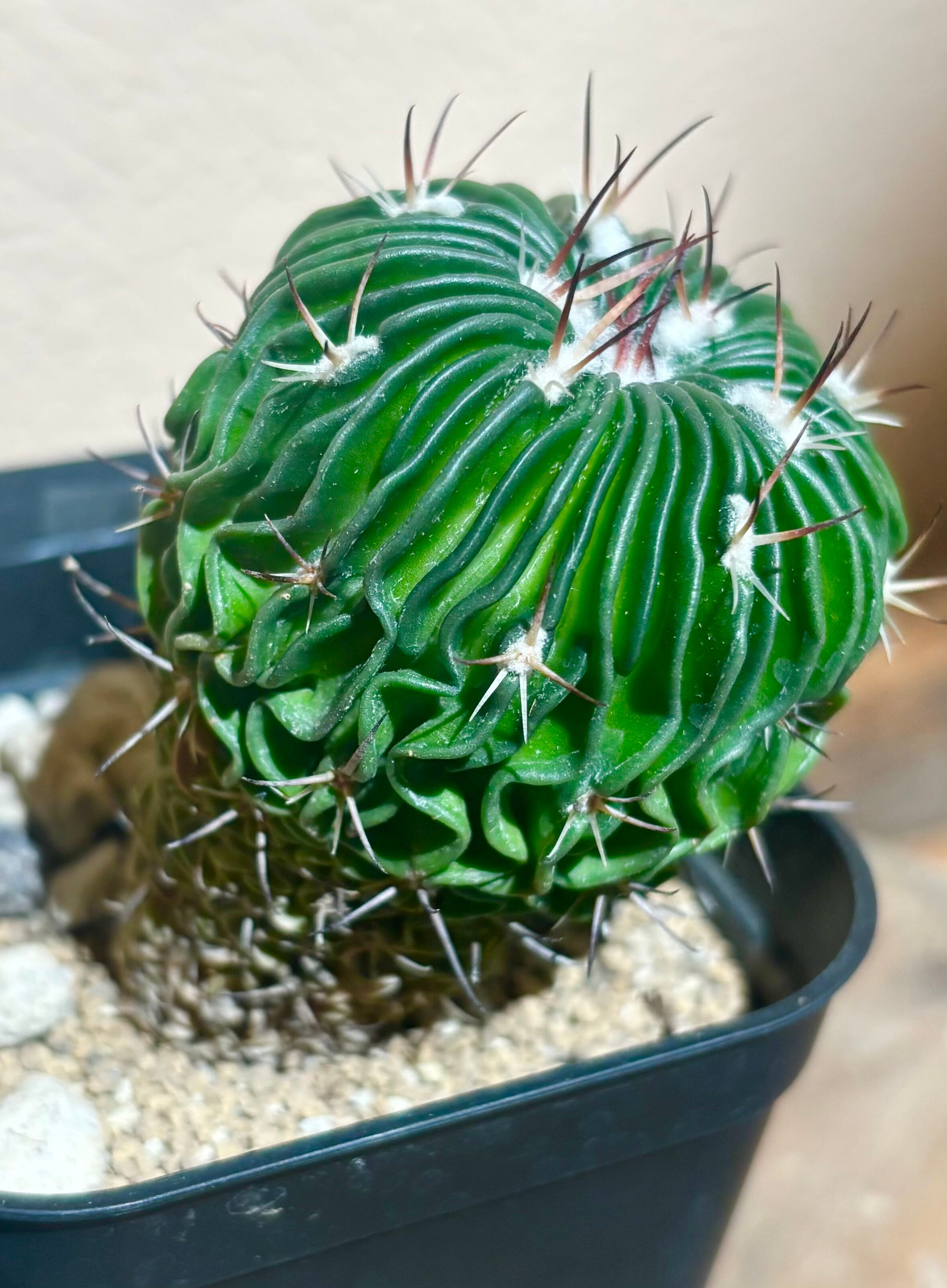 柱サボテン・鬼面角（ブランチ） | OITO -植物と鉢-