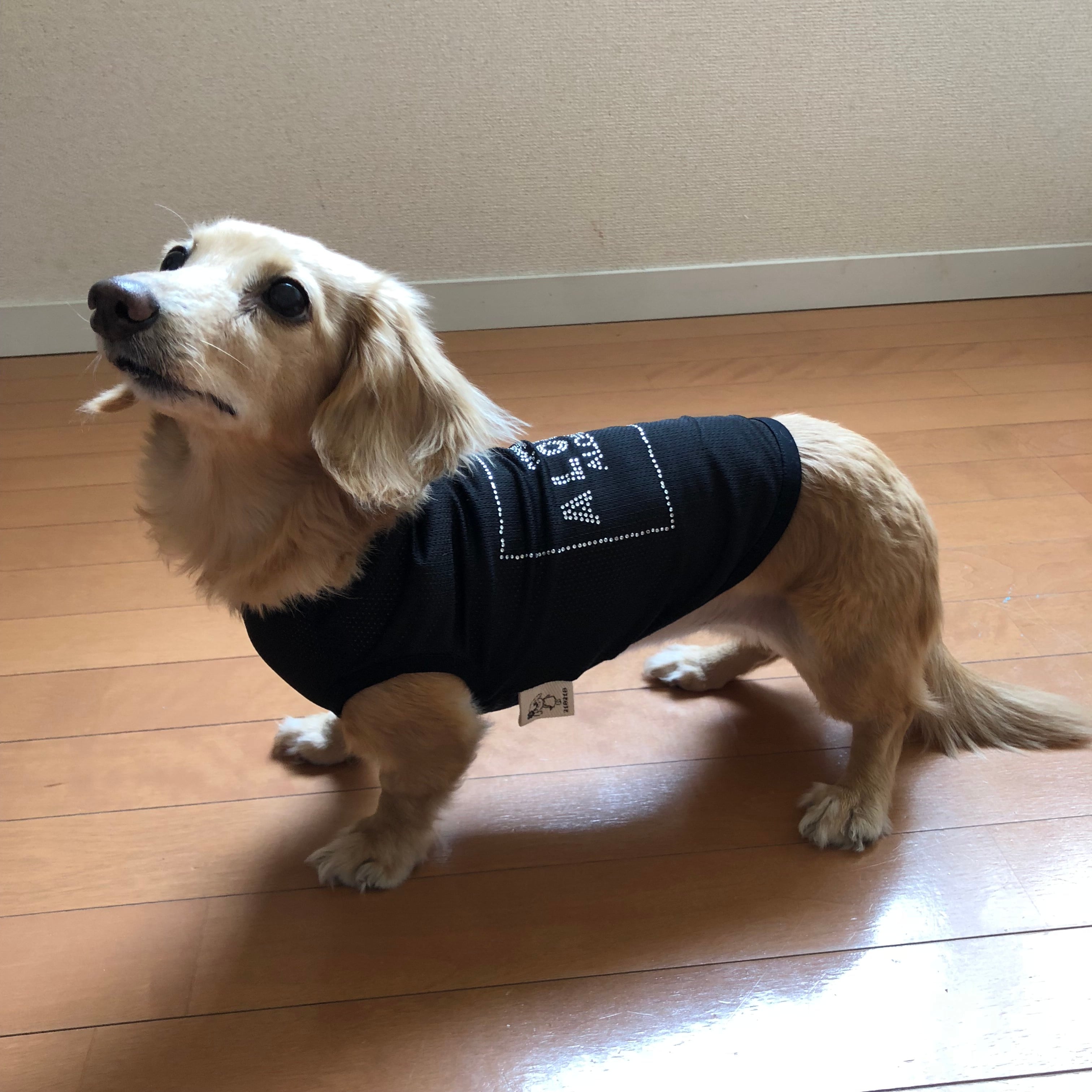 クールメッシュタンクALOHAラインストーン | ALOALO®︎ アロアロ犬服