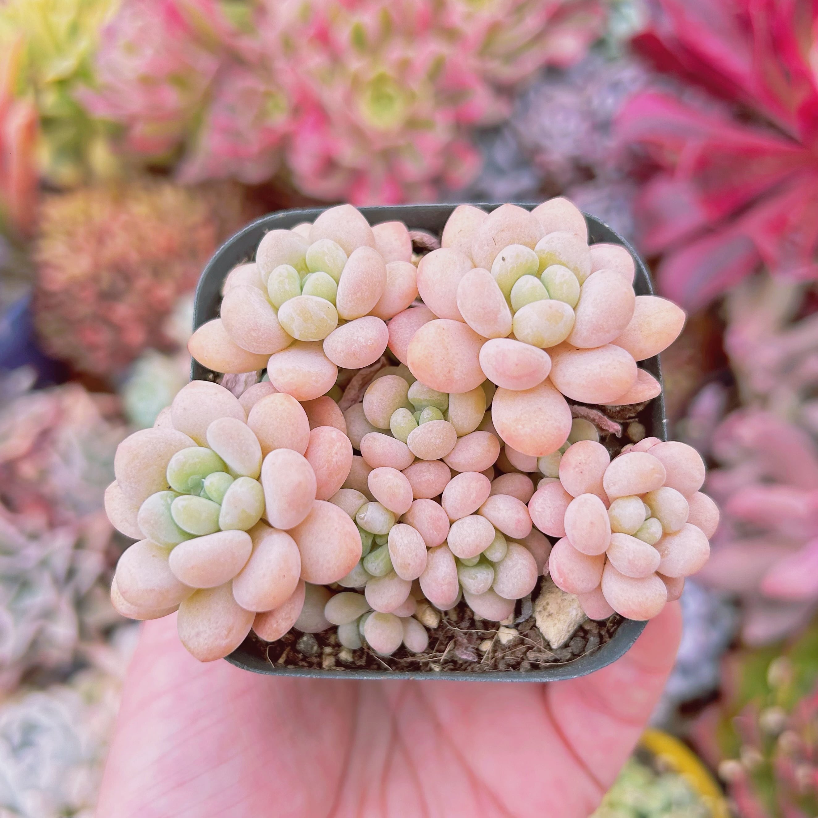 Top【選抜株】多肉植物　361488ストロベリーミルク　80個　鉢無し/脱土 404現物 多肉植物 ストロベリーミルク | るる農園~多肉植物専門