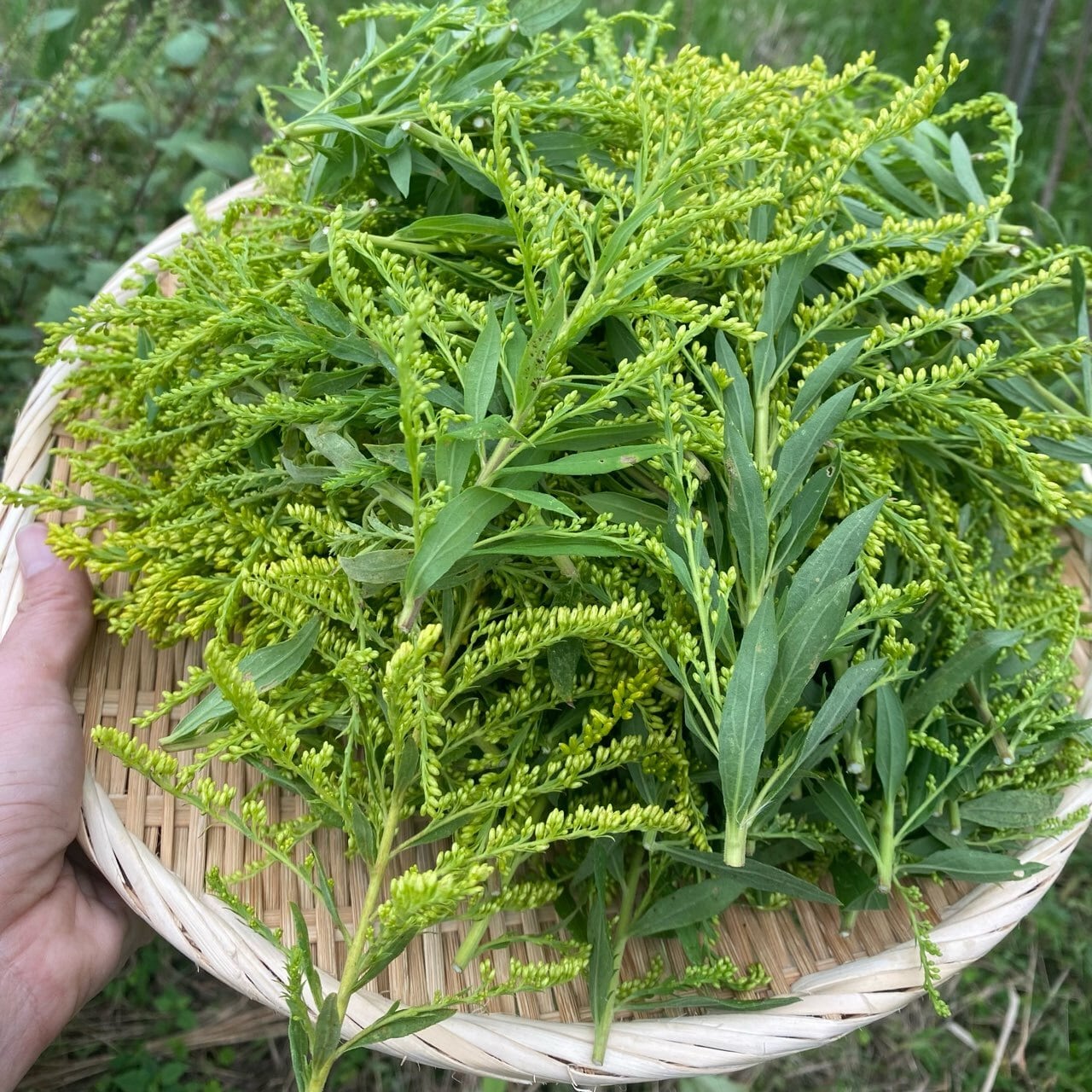 無農薬セイタカアワダチソウ茶 | 松田香草のハーブのお店