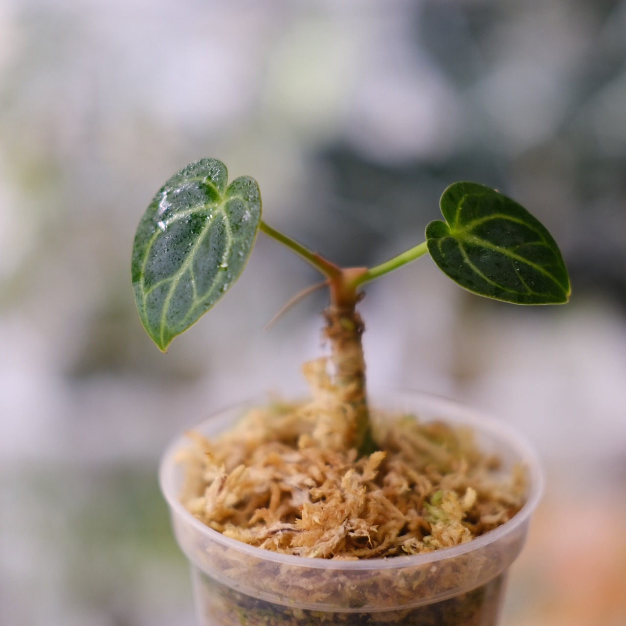 アンスリウム・レガレ / Anthurium Regale⑮│観葉植物