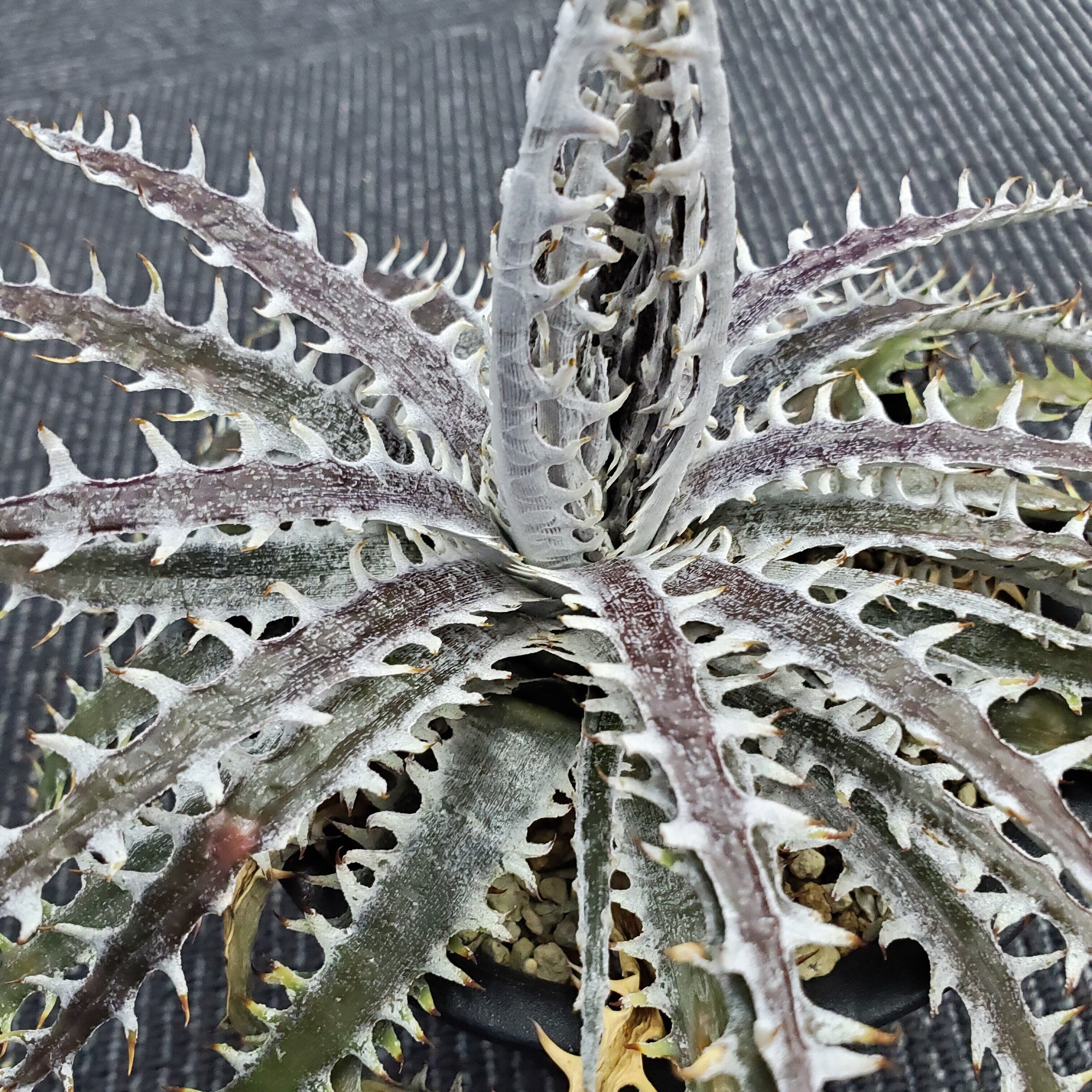 ディッキア Dyckia White Whiskers  ⑴