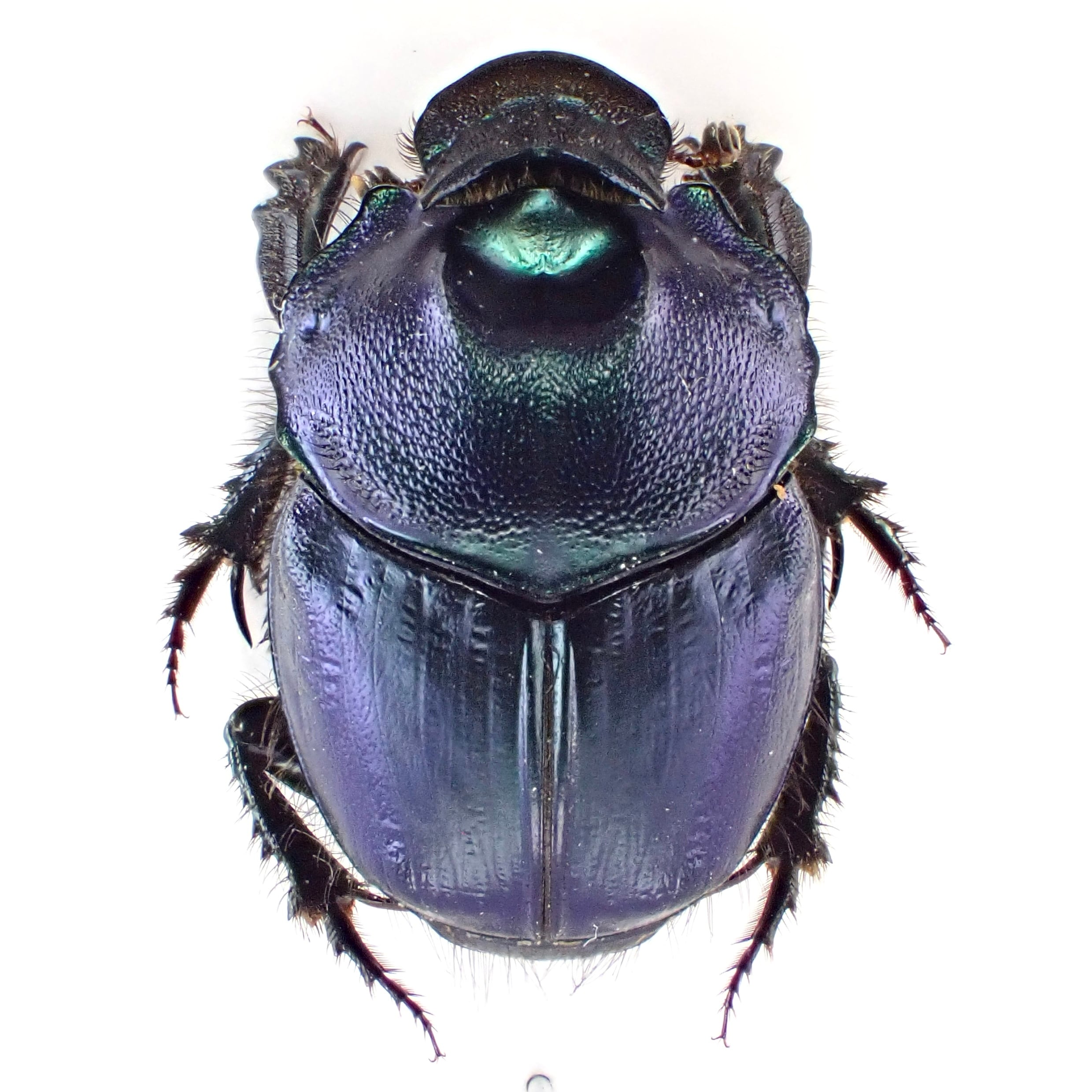 ブルーのコノハチョウ「1ペア」インドネシア産 インドネシア産 Proagoderus schwaneri ♂♀ 16mm/16mm | 昆虫標本