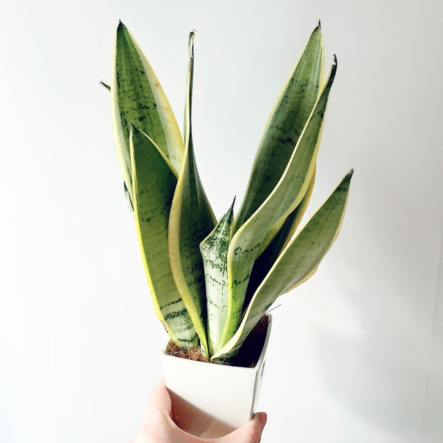 《人気》サンスベリア インディ Sサイズ 観葉植物 calm cafe