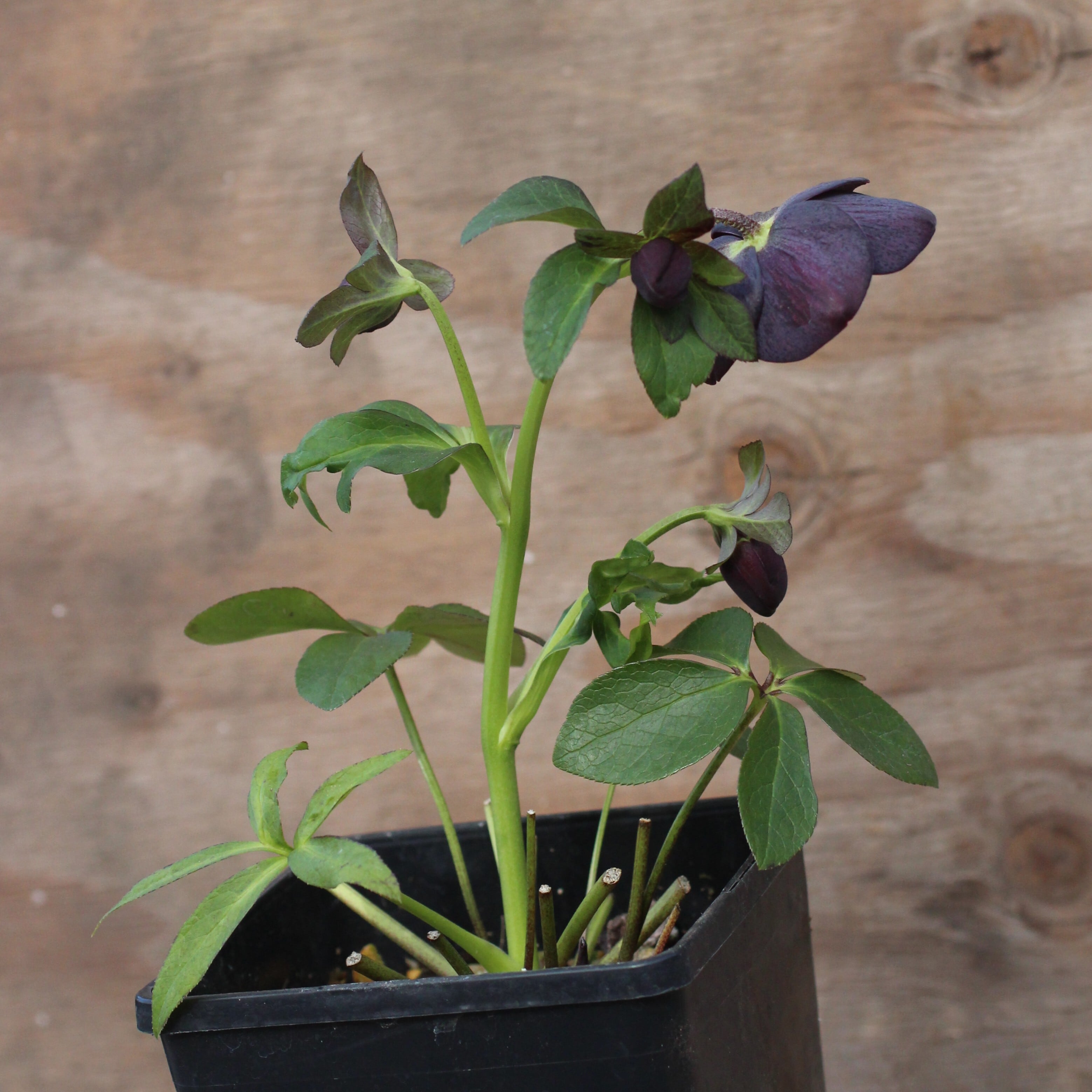 WS26-056 クリスマスローズ ウィンターシンフォニー ブラック