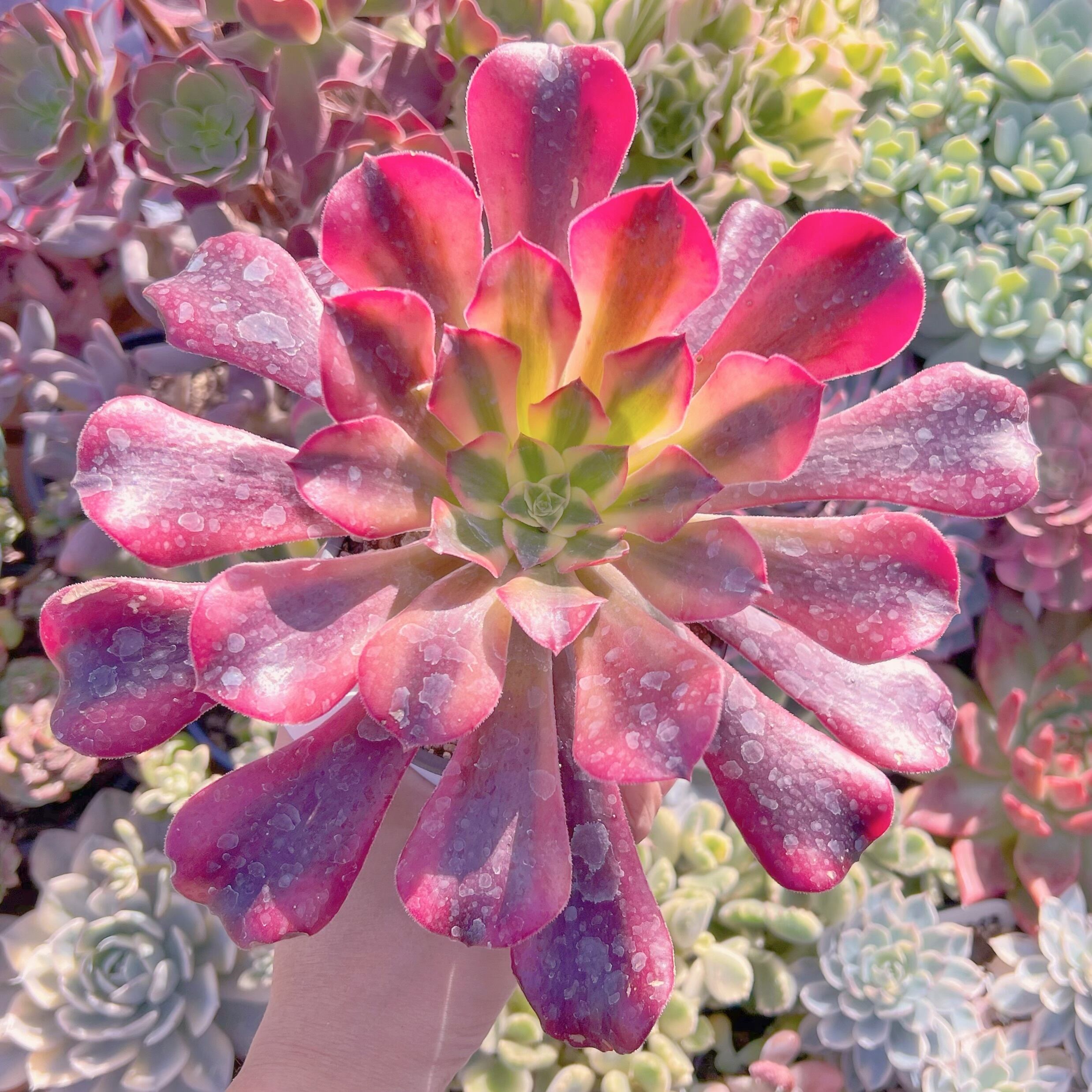 現品　メデューサ#265　特大　新入荷　るる農園