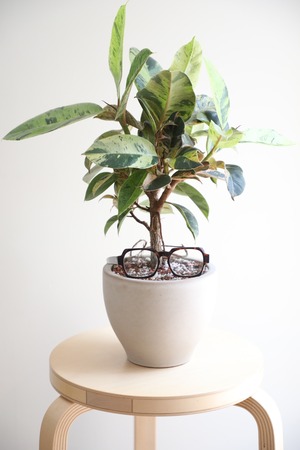 【M】フィカス ジン/Ficus