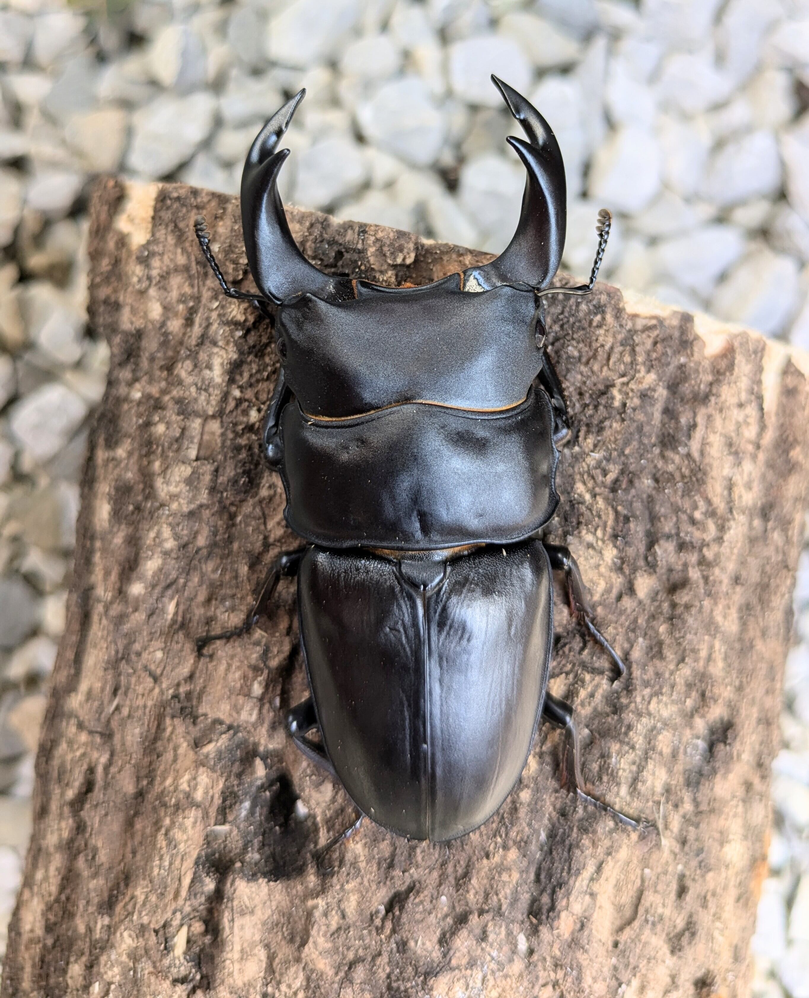 オオクワガタ 川西産 トリオ