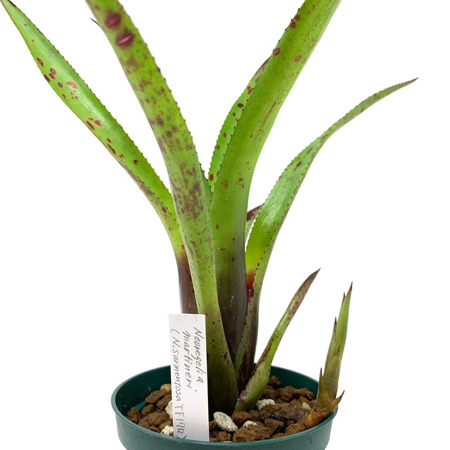 ネオレゲリア　マルティネリィ【574】