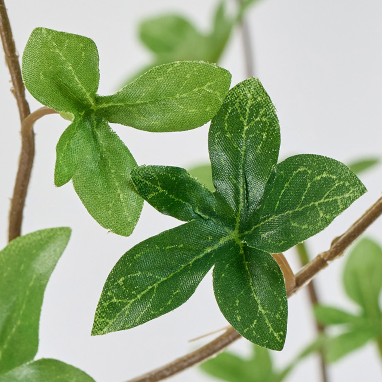 ドウダンツツジ 枝大 140cm