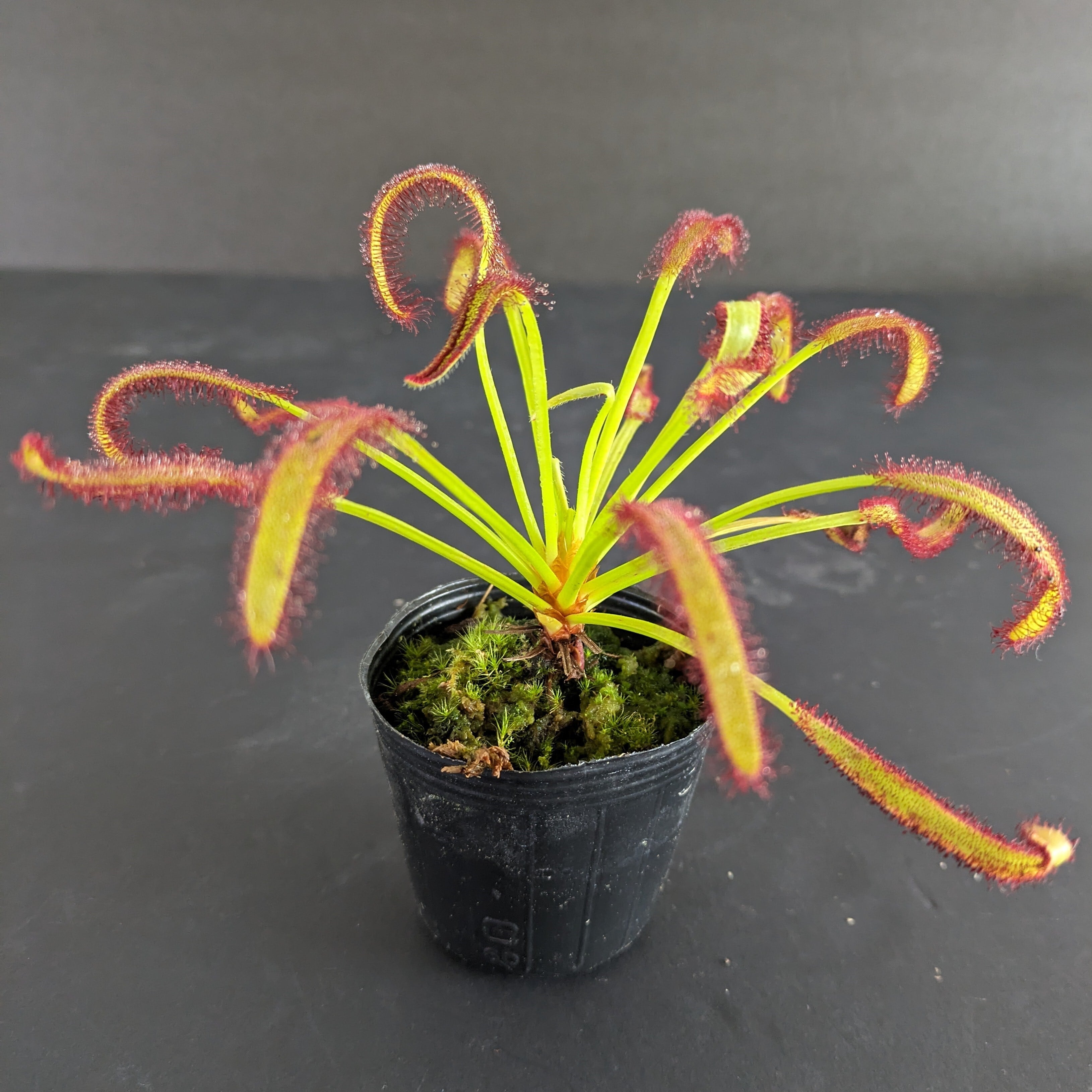 ドロセラ capensis （モウセンゴケ）【食虫植物】 苔テラリウム作製用