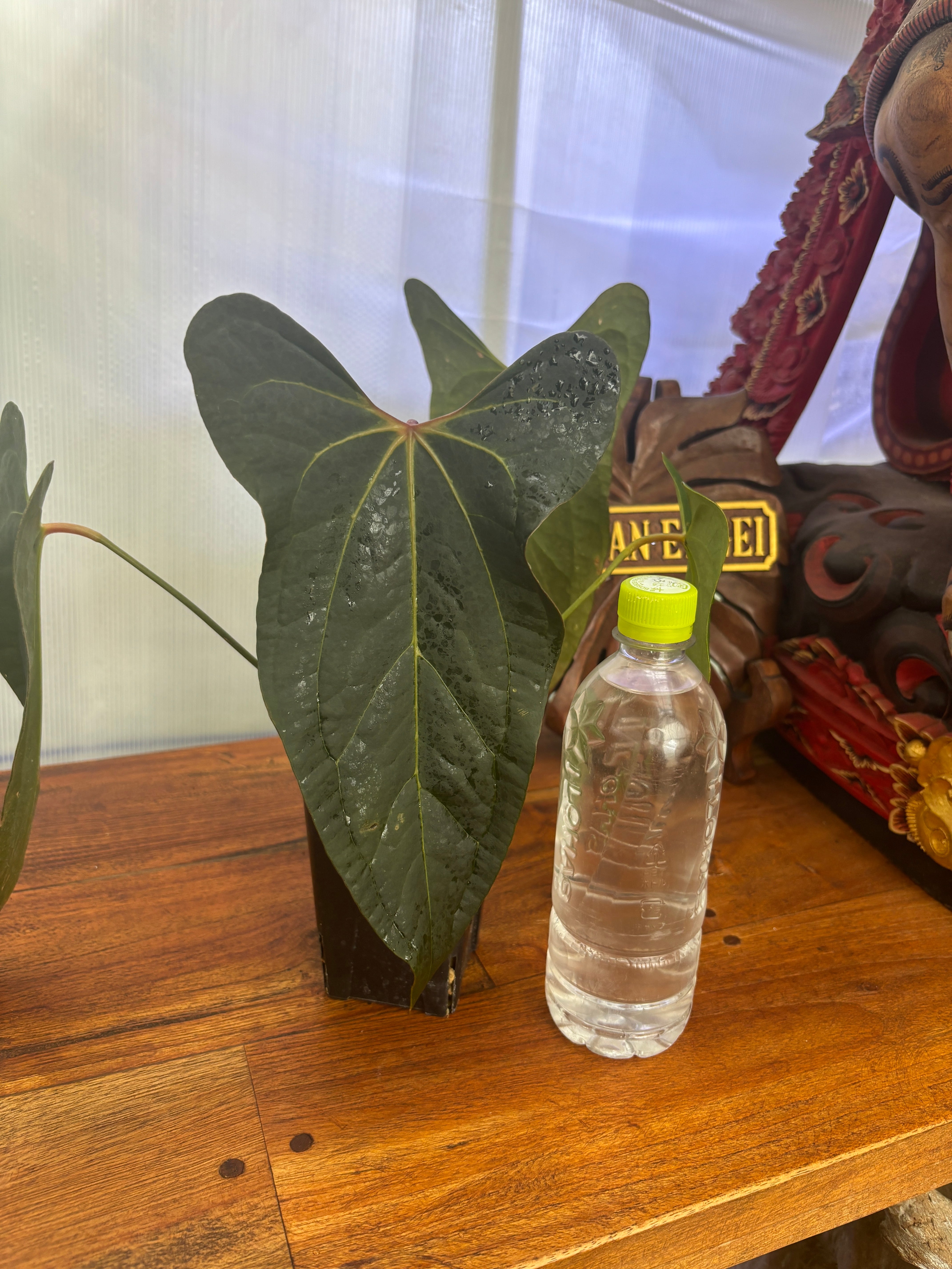 Anthurium | BALI-AN 園芸