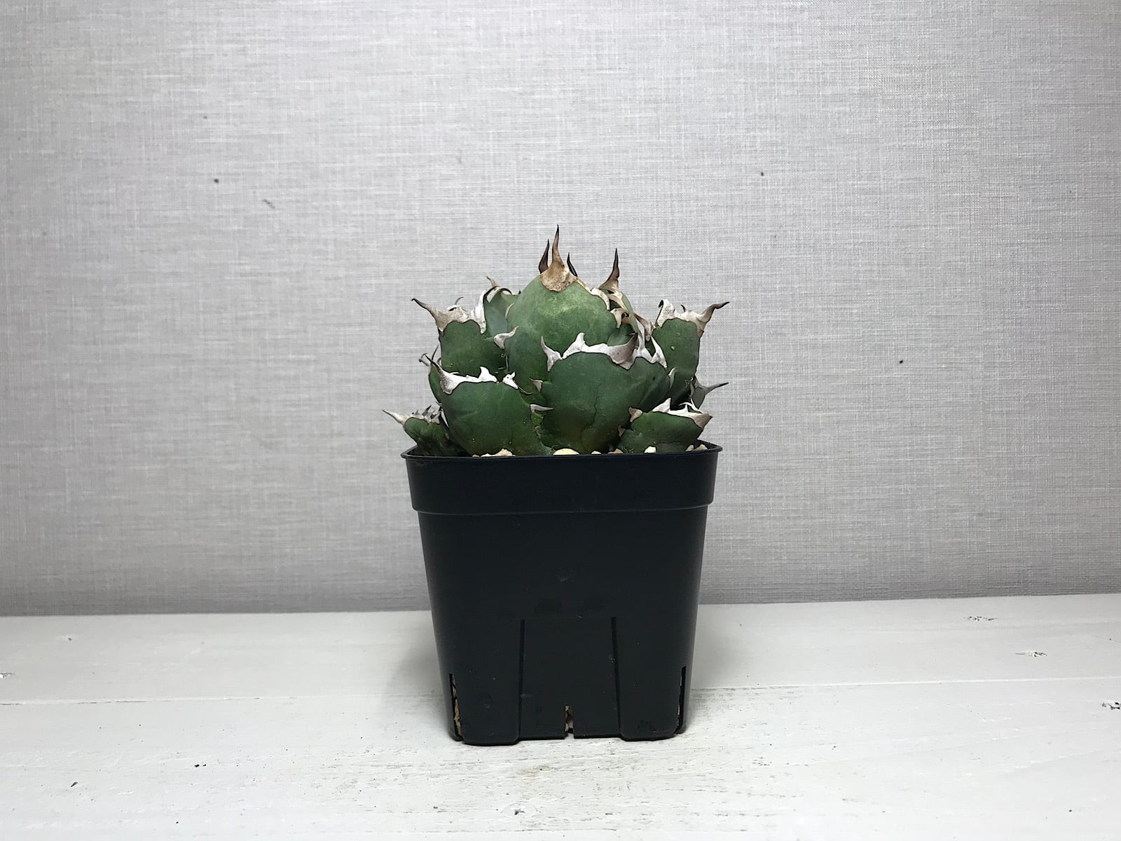 アガベ チタノタ ’姫厳竜’