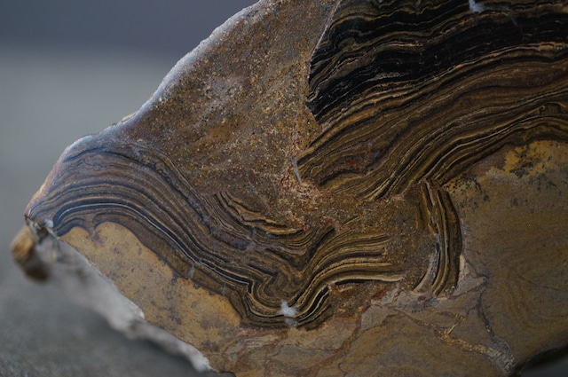 ボリビア ウユニ塩湖産ストロマトライト Stromatolite 1960