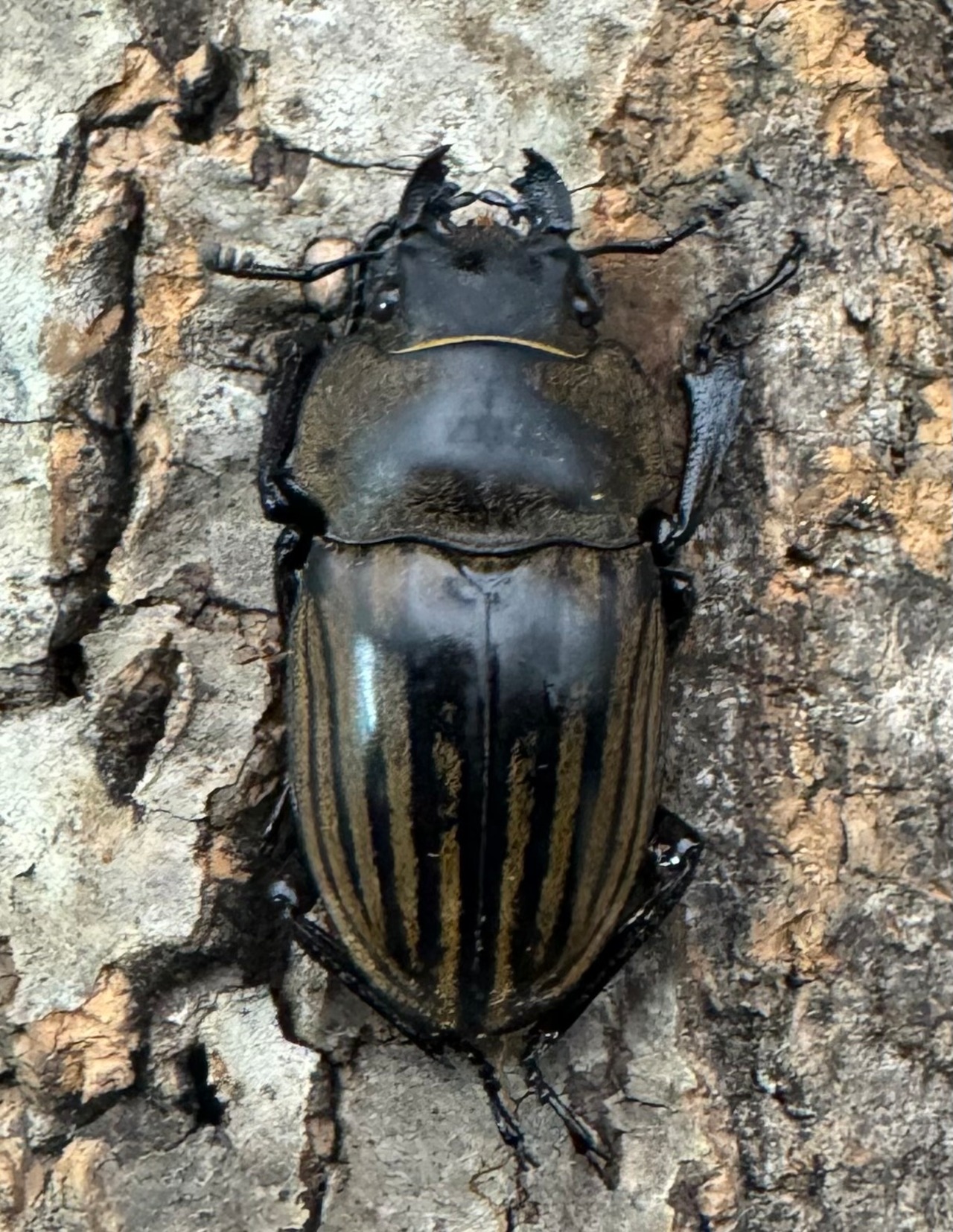 【WD】《ストリアータツヤクワガタ 49mm ペア》