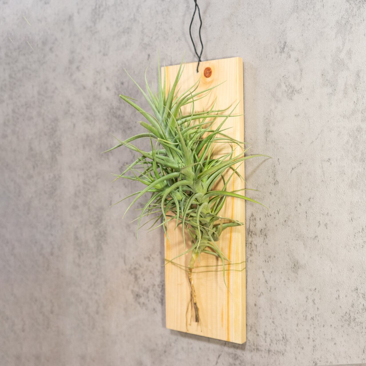 【壁を彩るアート】ティランジア ベルゲリ 群生株 古材板付け スタイリッシュな空間演出 ハイエンドなインテリア