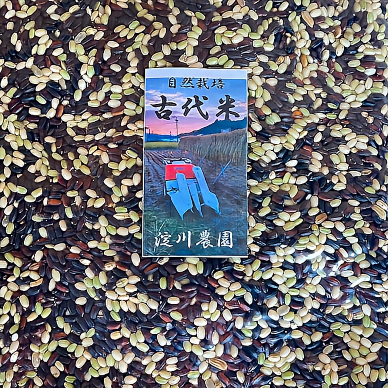 【自然栽培　熊本県天草産の古代米】古代米（緑米・黒米）（1kg）（農薬・化学肥料不使用）