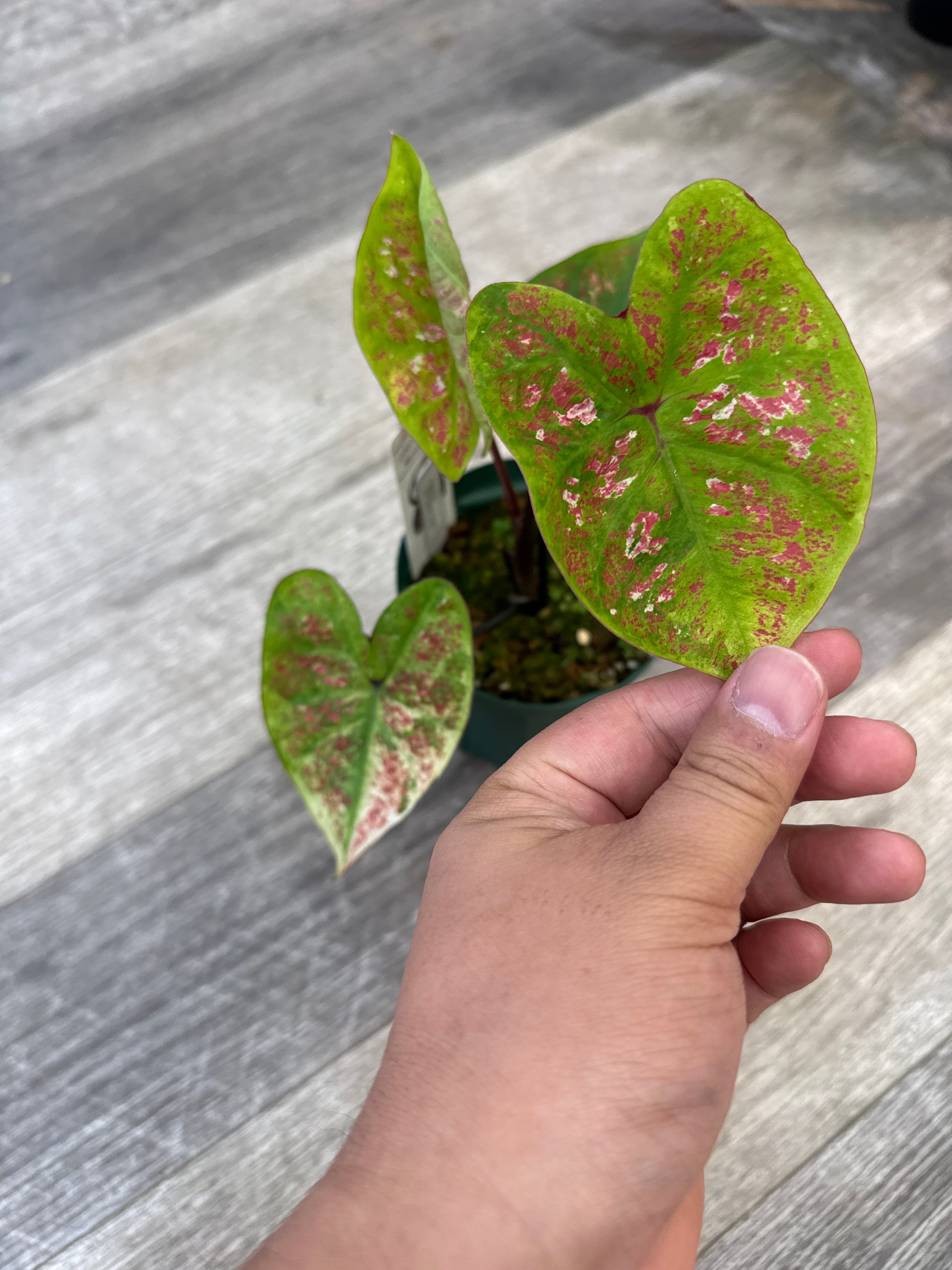 斑入り植物(バリエガータ・錦) | Gardenえん 【観葉熱帯植物】