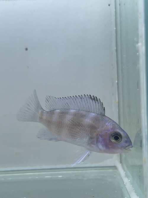 CYフロントーサ ムピンブエ　4.0ｃｍ【アフリカンシクリッド】