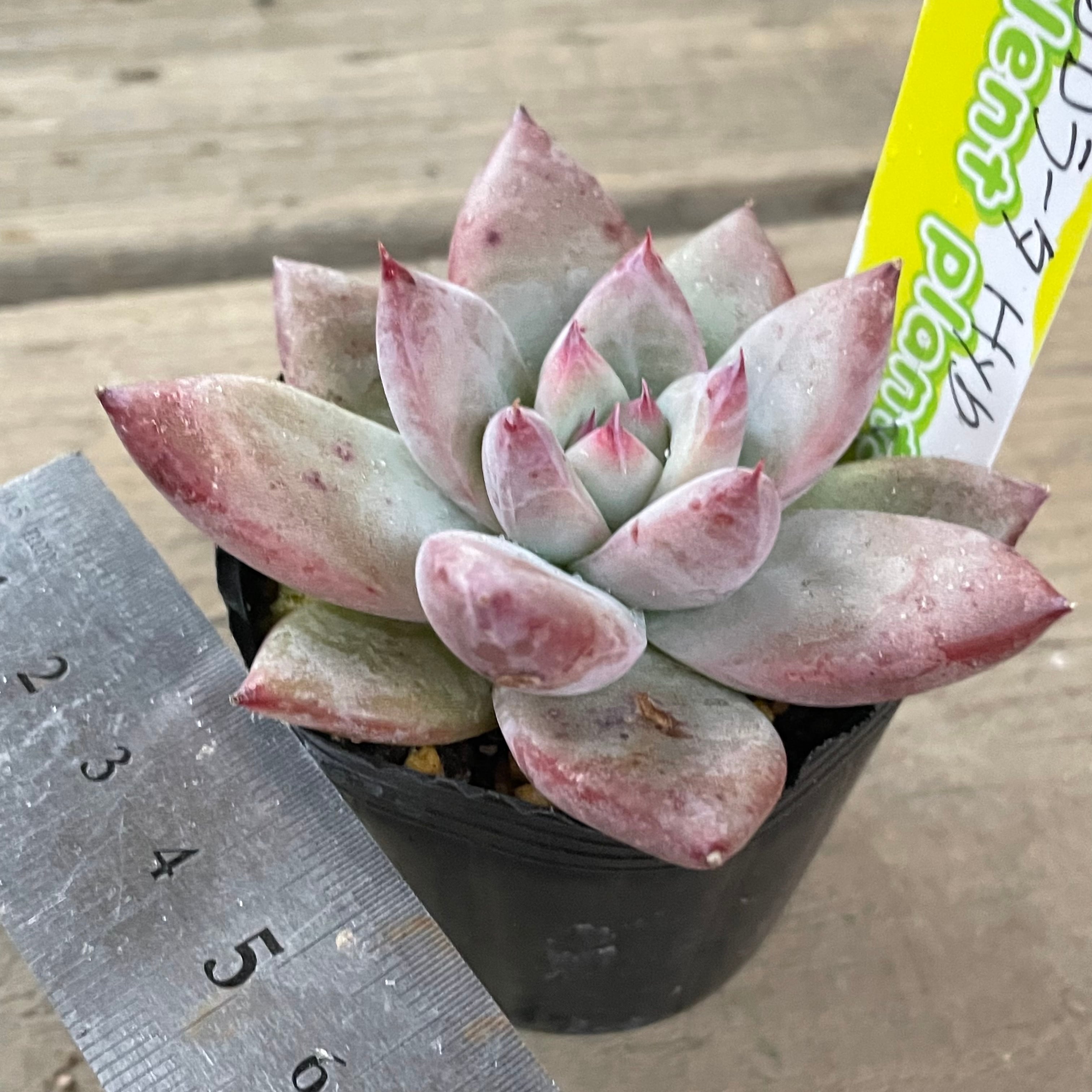 ワイルドコロラータhyb | RuPo 多肉植物専門店