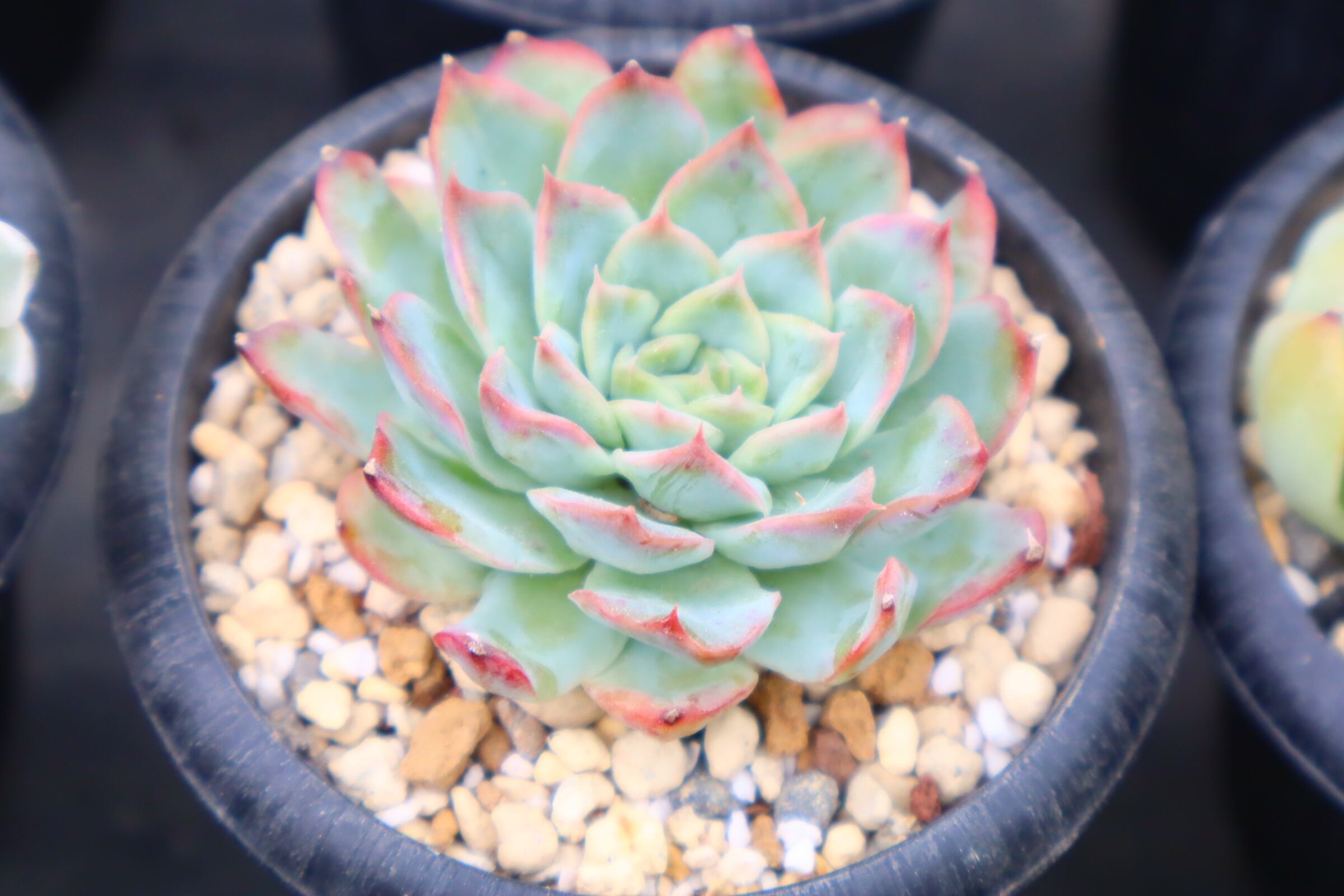 アエオニウム・魅金ローズ錦 約15cm | 二代目大和高原の多肉屋