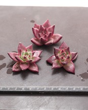 カット苗 ロカ Echeveria 'Roca'