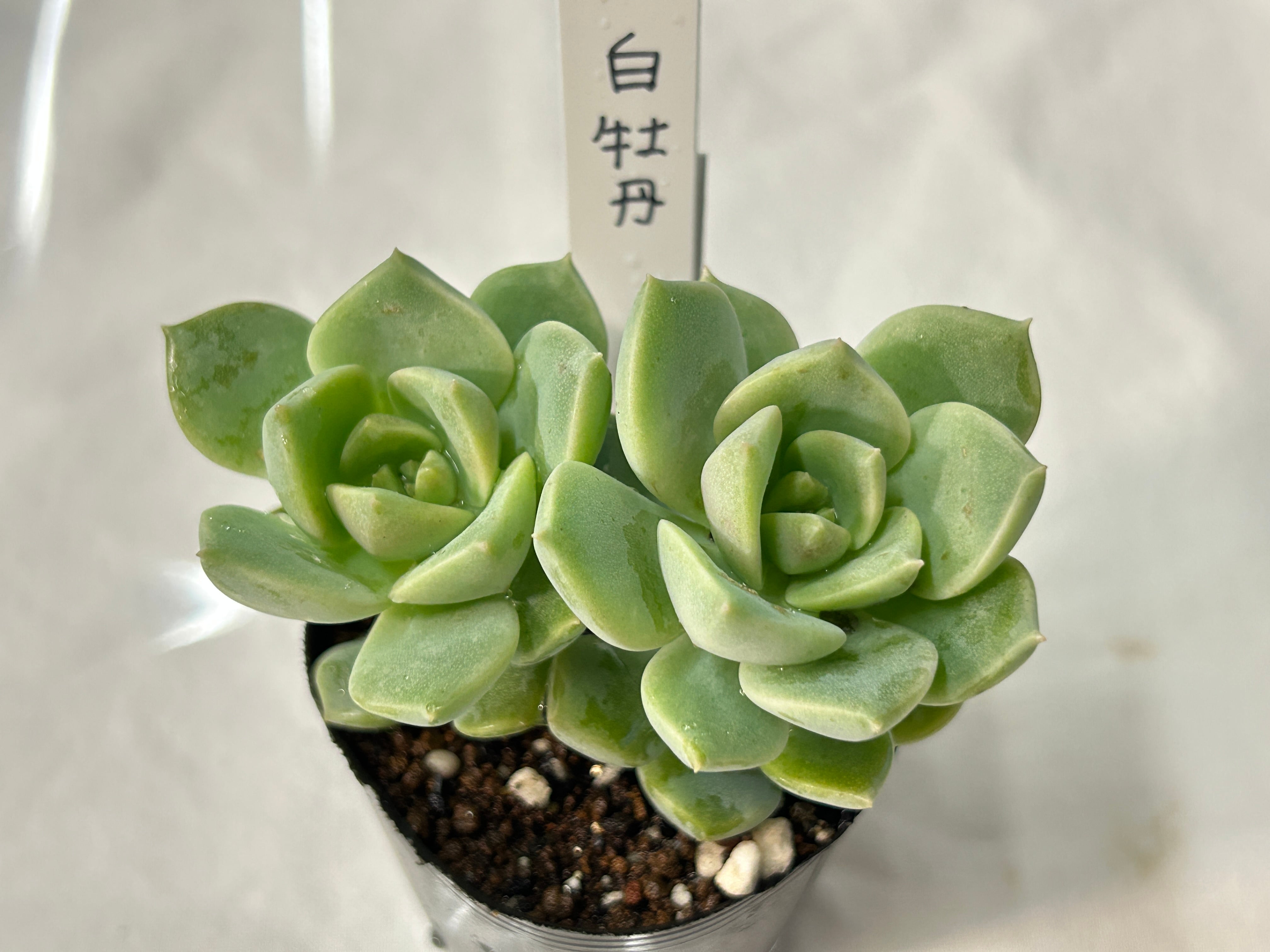多肉植物 | GREEN JAM foliageplant