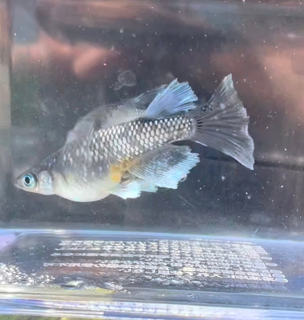 グラデーションラメ2ペア 舞めだか直系