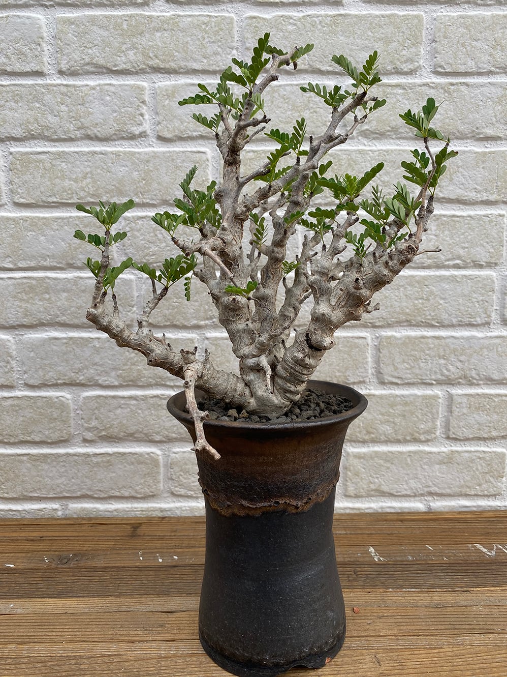 最終価格　2 巨大センナ・メリディオナリス 抜き苗 ザ・ファームセレクト]センナ：メリディオナリス（実生株） 2.5