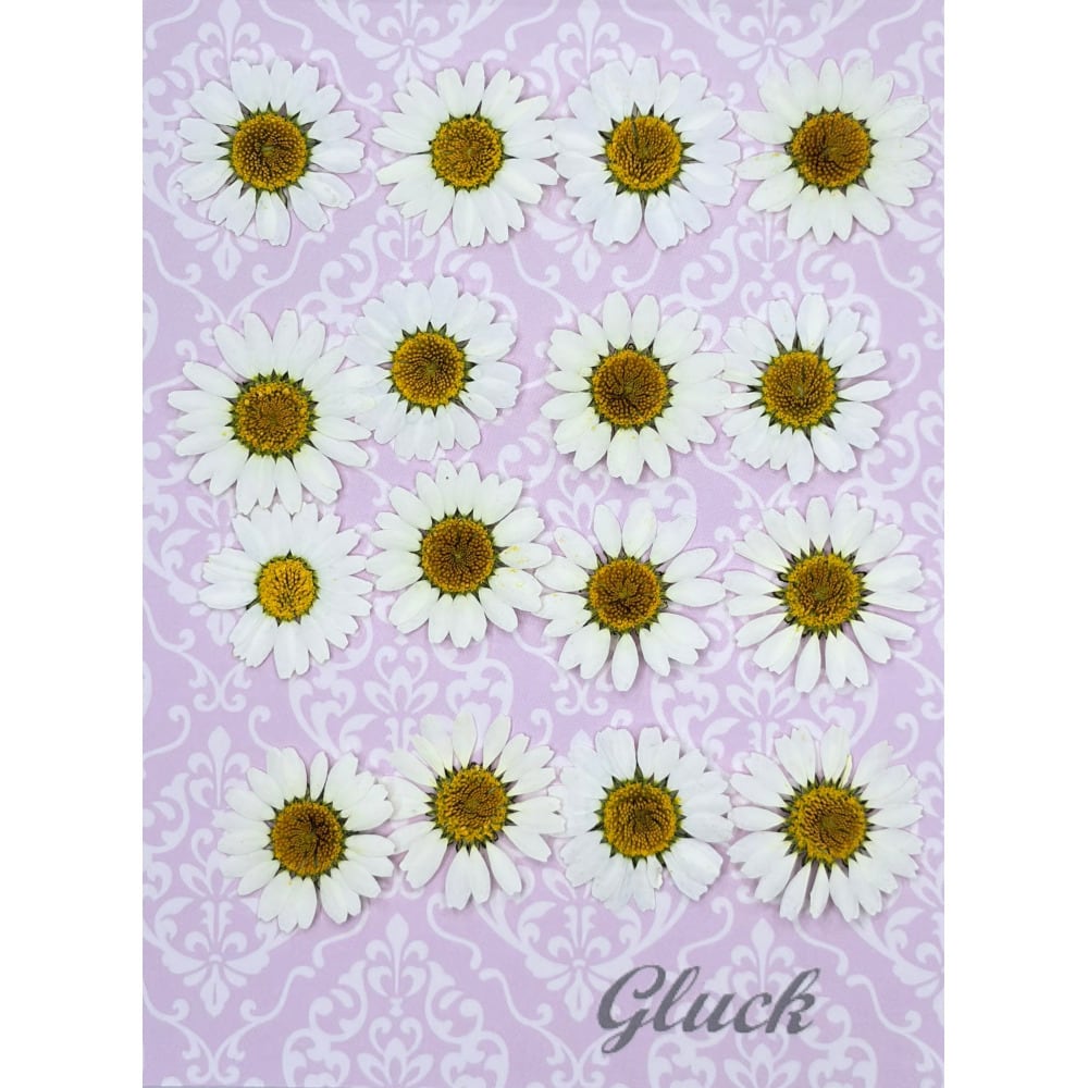 コンパクト押し花 菜の花 少量をパックにしてお届け！ 押し花素材