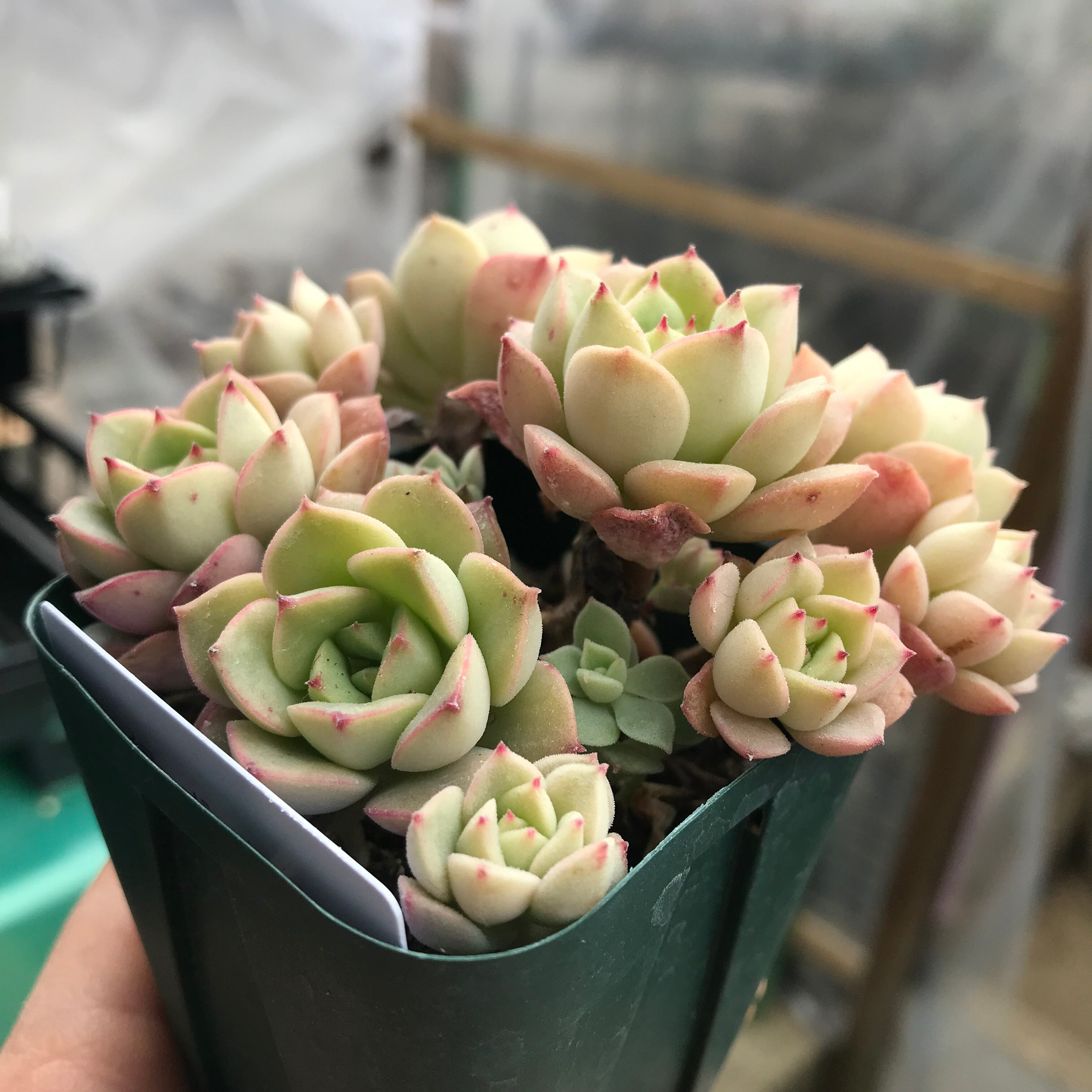 多肉植物 緑牡丹 群生 ゆき のんちゃんのお店屋さん
