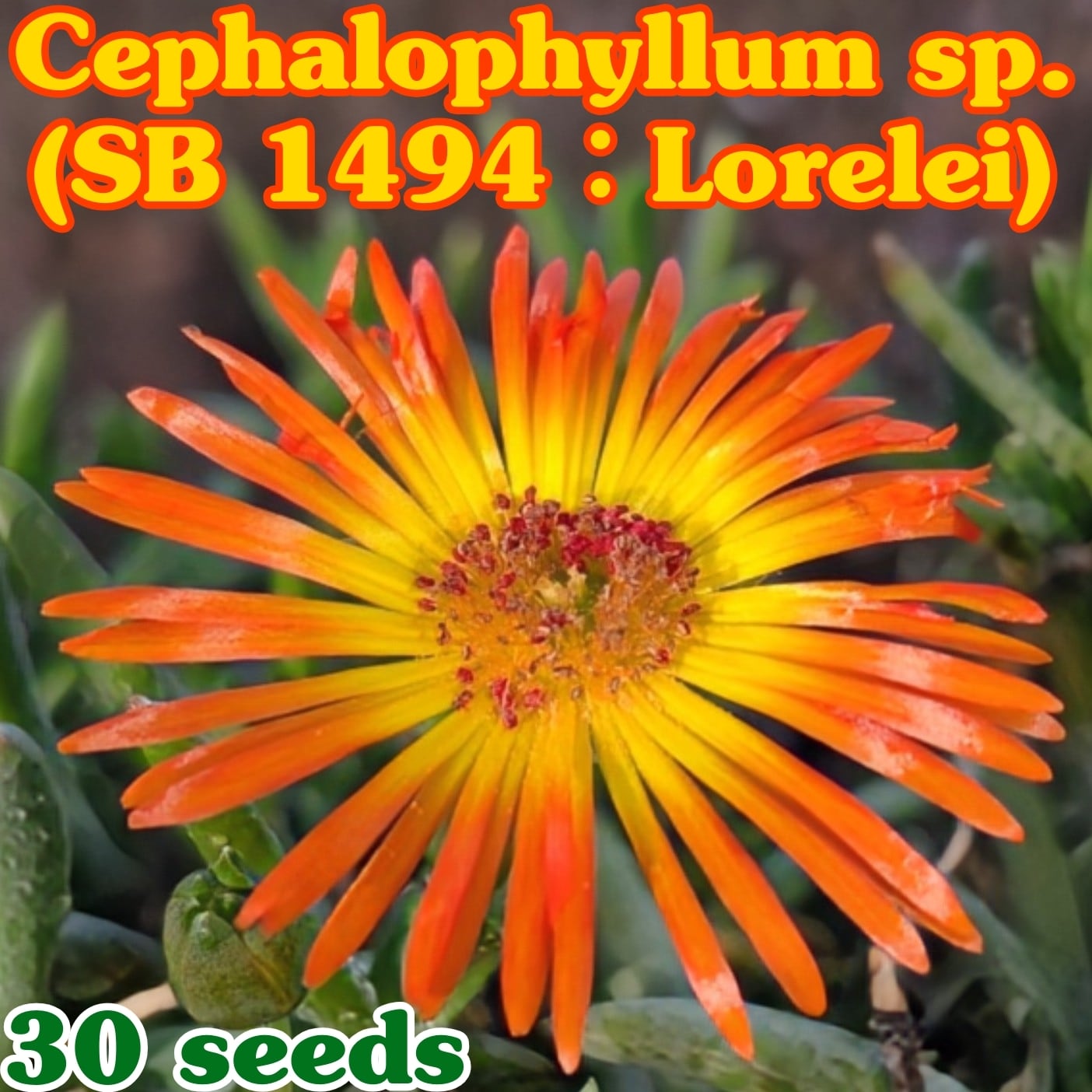 種子(少量パック)/30粒】Cephalophyllum sp. (SB 1494)/ケファロ