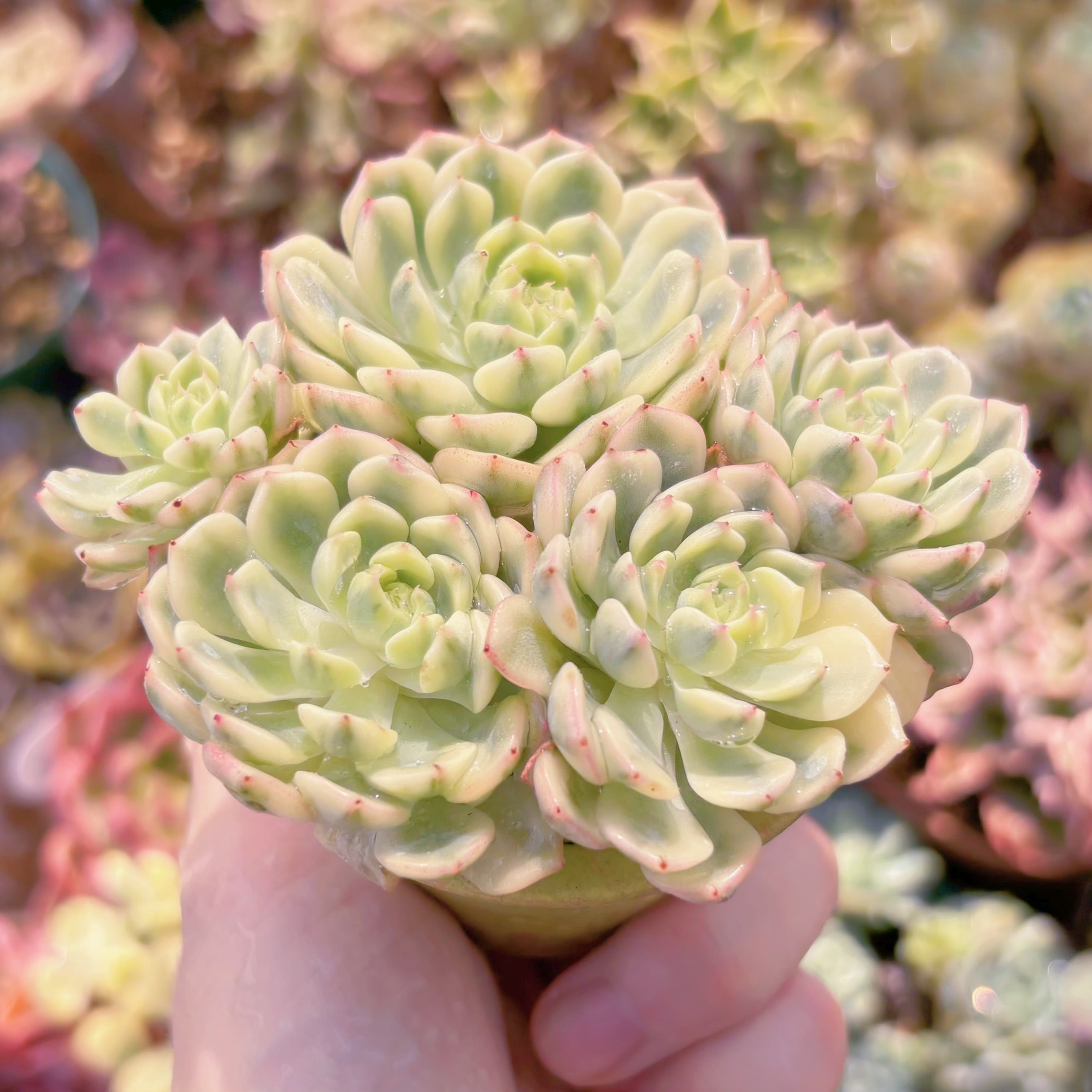 多肉植物 ホワイトミニマ錦 群生 新入荷 るる農園 | るる農園~多肉植物専門