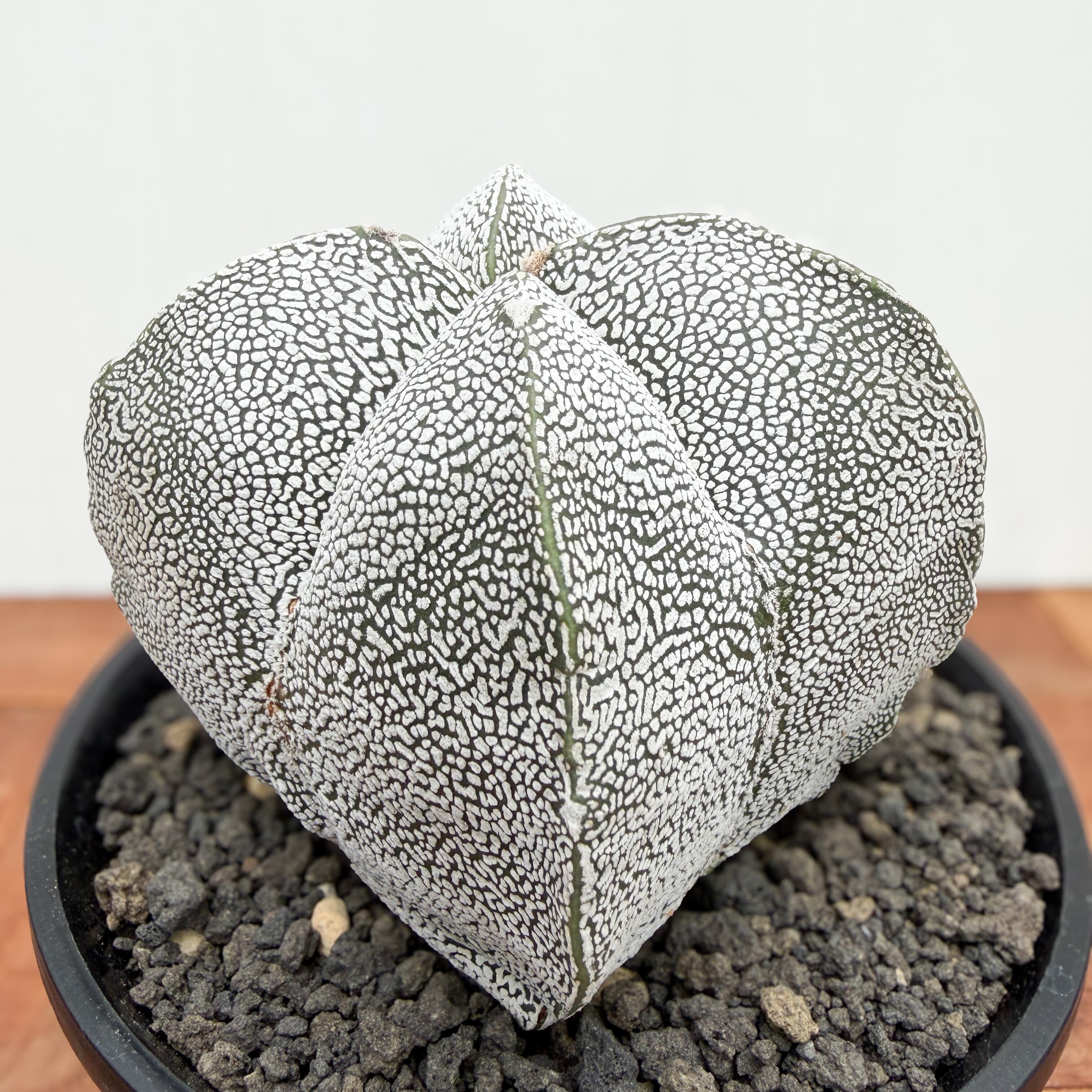 Astrophytum 【アストロフィツム・恩塚四角ランポー玉】 | RIMO'S