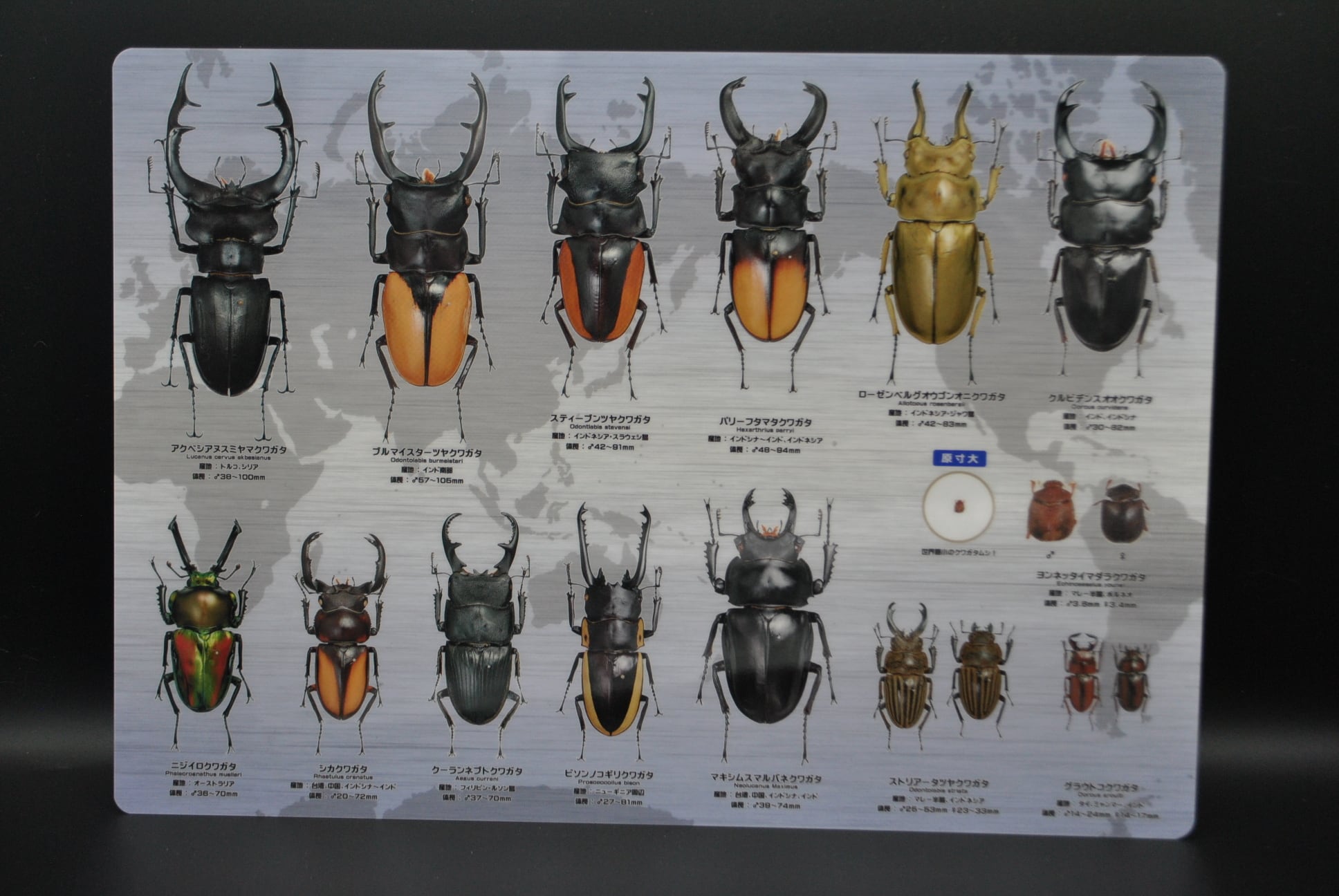 世界のクワガタ下敷き1