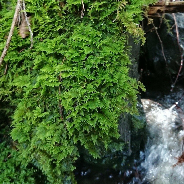 シノブゴケ 鮮度抜群 たくさん入って 苔玉 盆栽 苔テラリウム アクアリウムに最適 クリックポスト全国送料無料 ナチュライフ シノブゴケ 鮮度抜群 たくさん入って 苔玉 盆栽 苔テラリウム アクアリウムに最適 クリックポスト全国送料無料 ナチュライフ