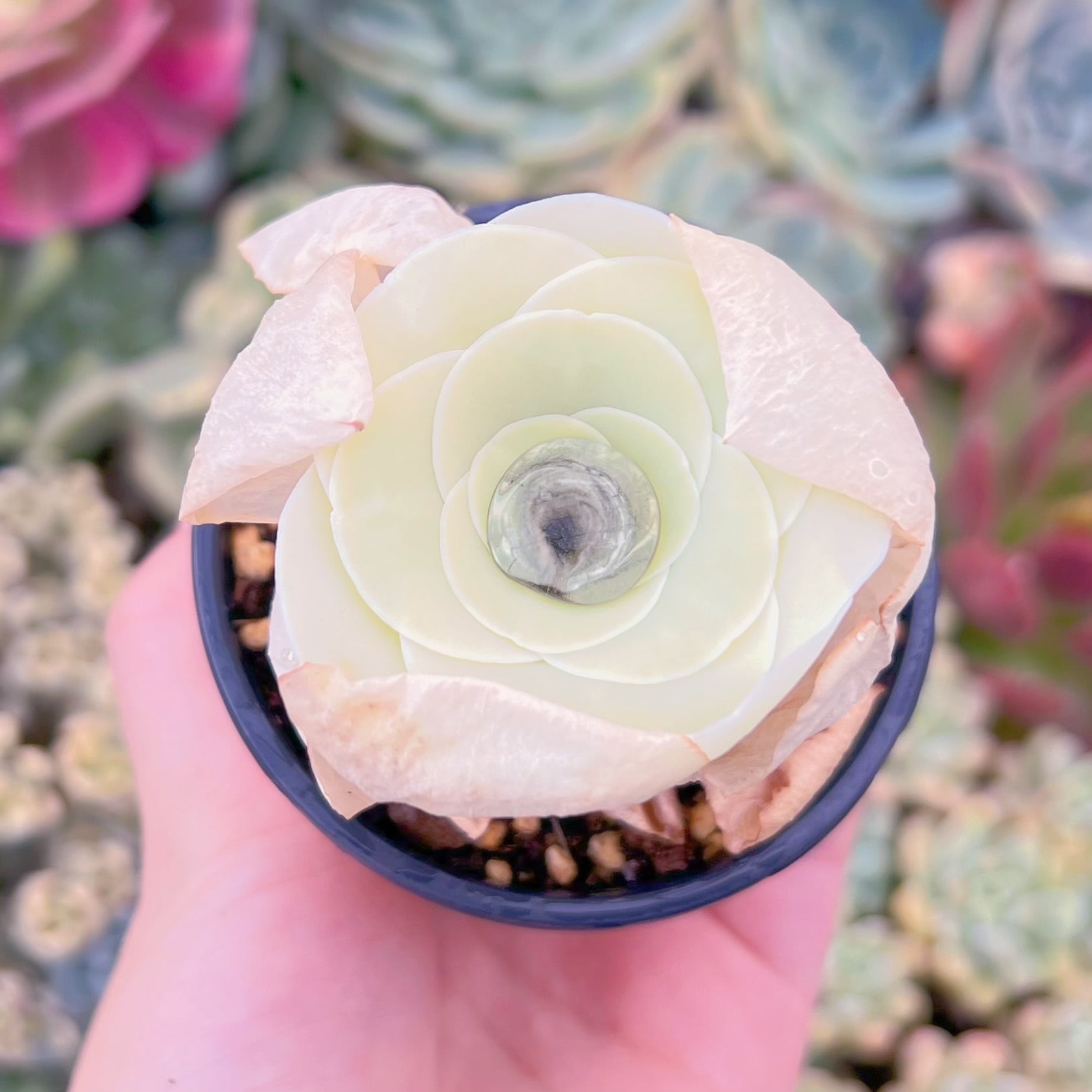 現品　グリーノビア タマゴ#036　るる農園