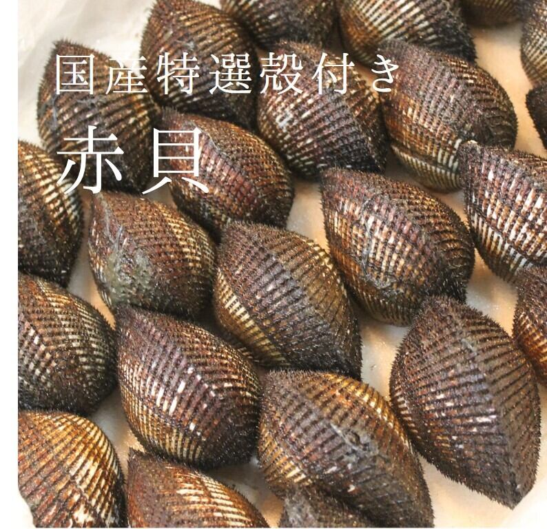 活け赤貝 特選殻 国産(石巻渡波・閖上・岸和田・山口 他)約100-120g/個 計500g 豊洲直送 高級貝類 国産 アカガイ 職人の食材【国産赤貝500g】 冷蔵