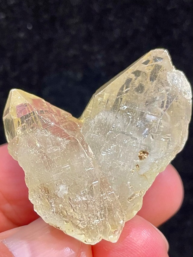 13) 魅惑のシャンパンゴールド「ギルギットの秘宝」ゴールデンヒーラー