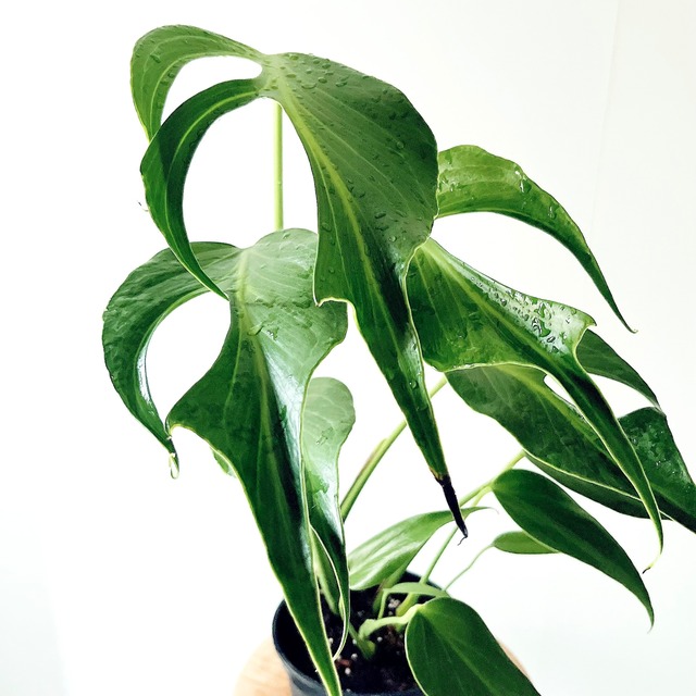 モンステラ バールマルクス フレーム 観葉植物 calm cafe